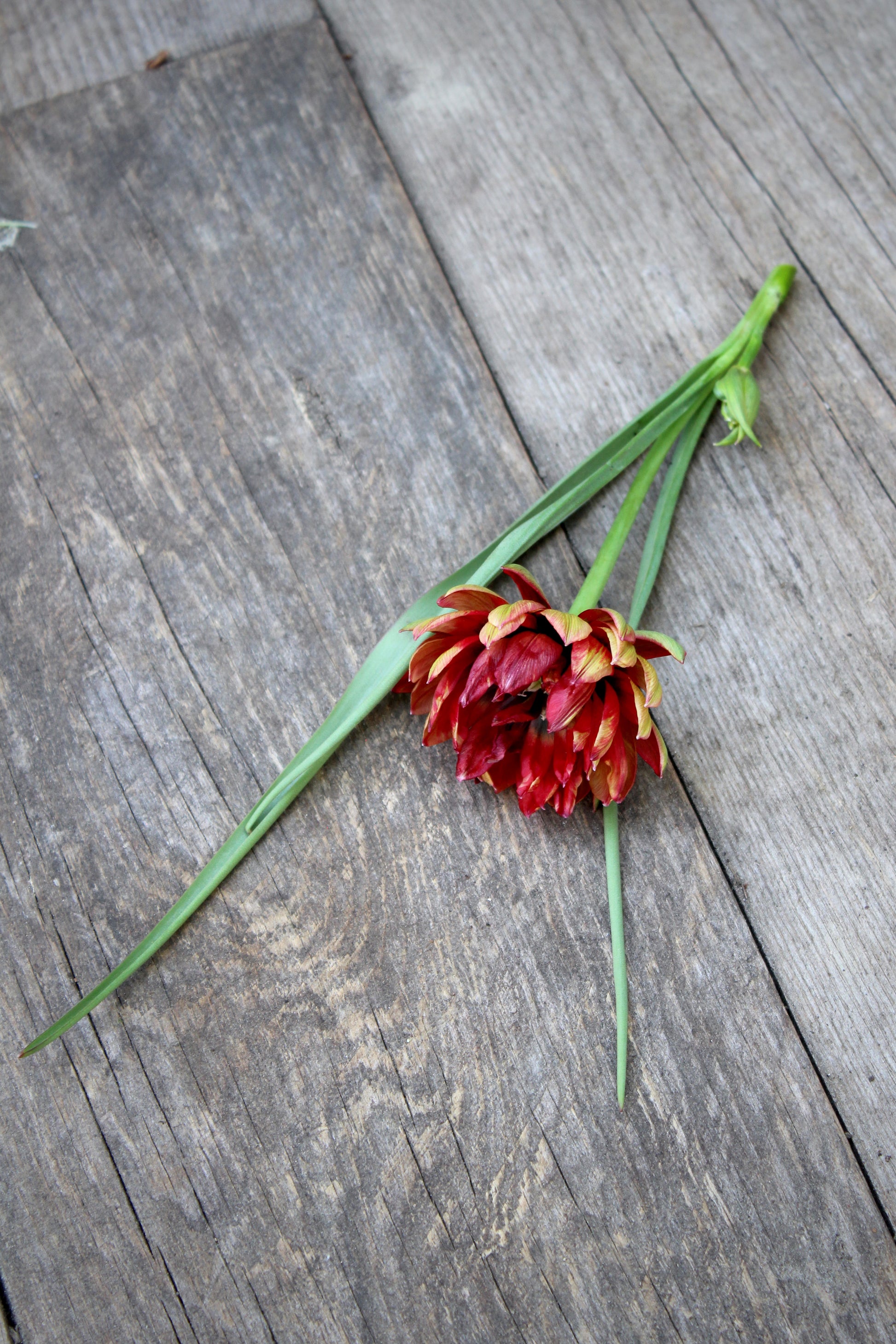 Tulipa 'Samantha' 6/+