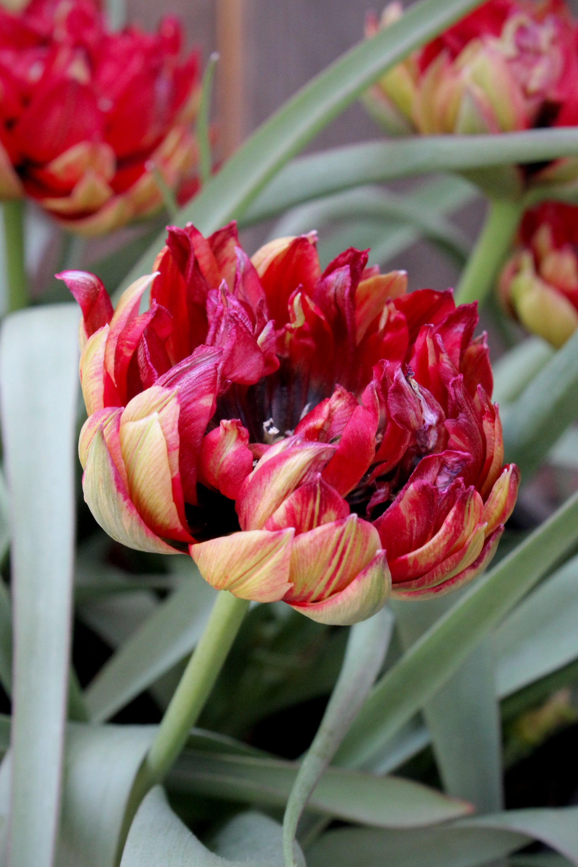 Tulipa 'Samantha' 6/+