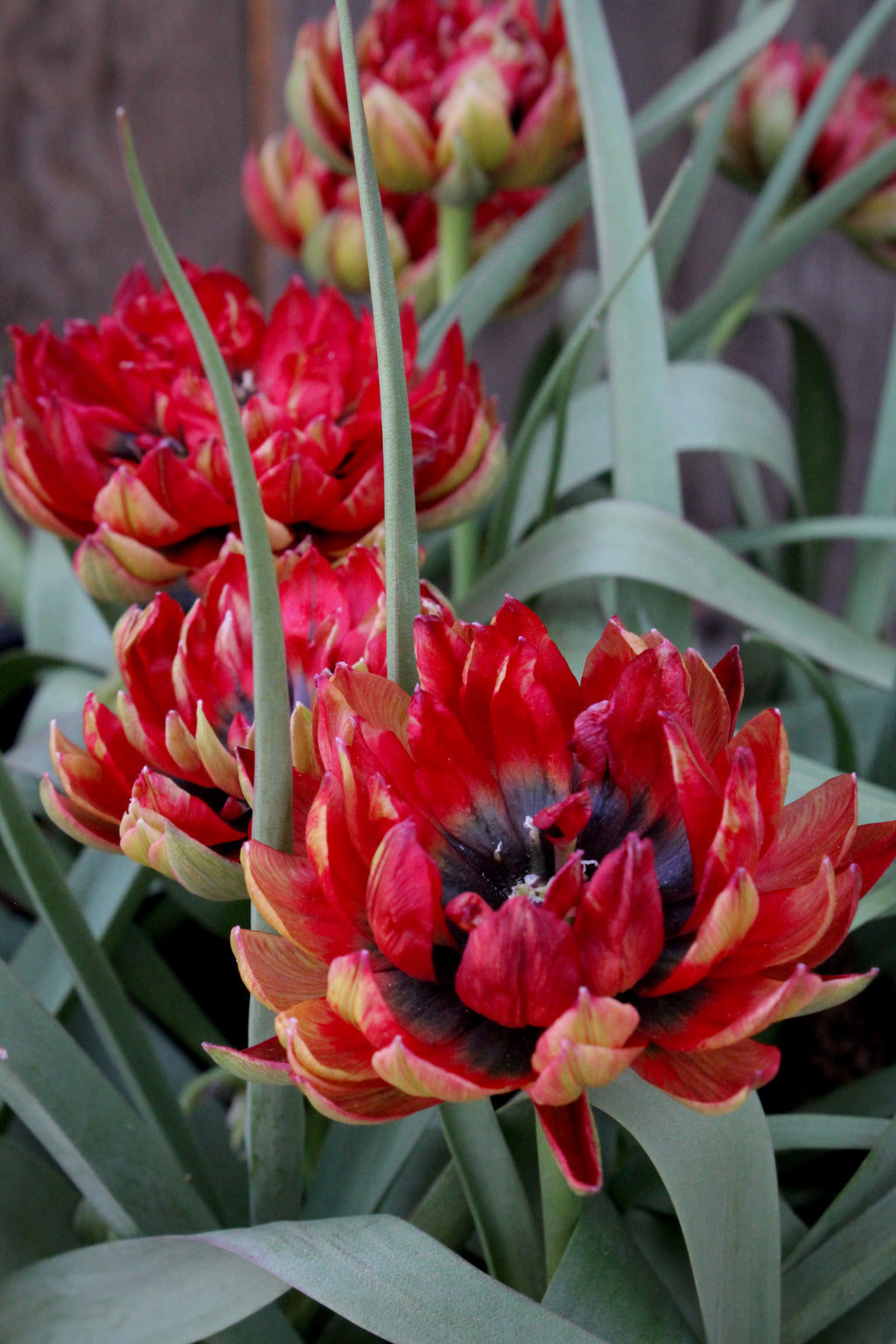 Tulipa 'Samantha' 6/+