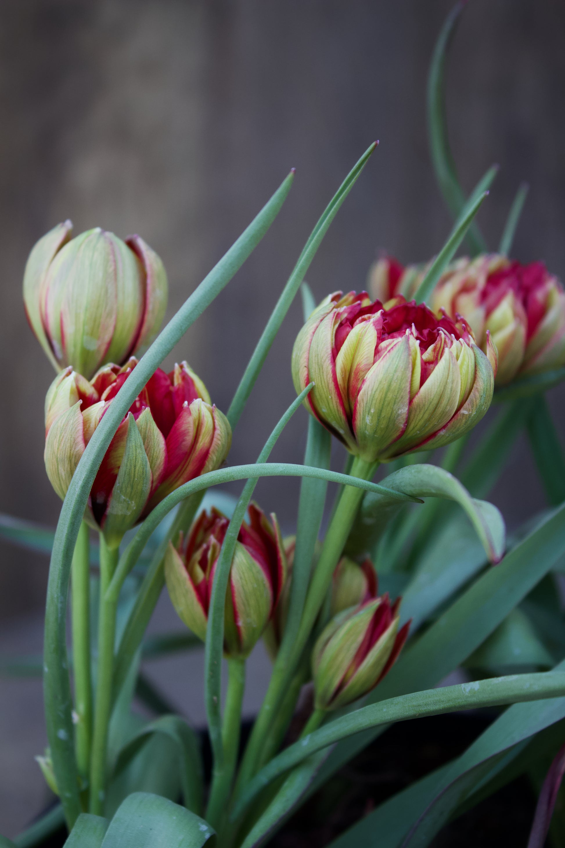 Tulipa 'Samantha' 6/+