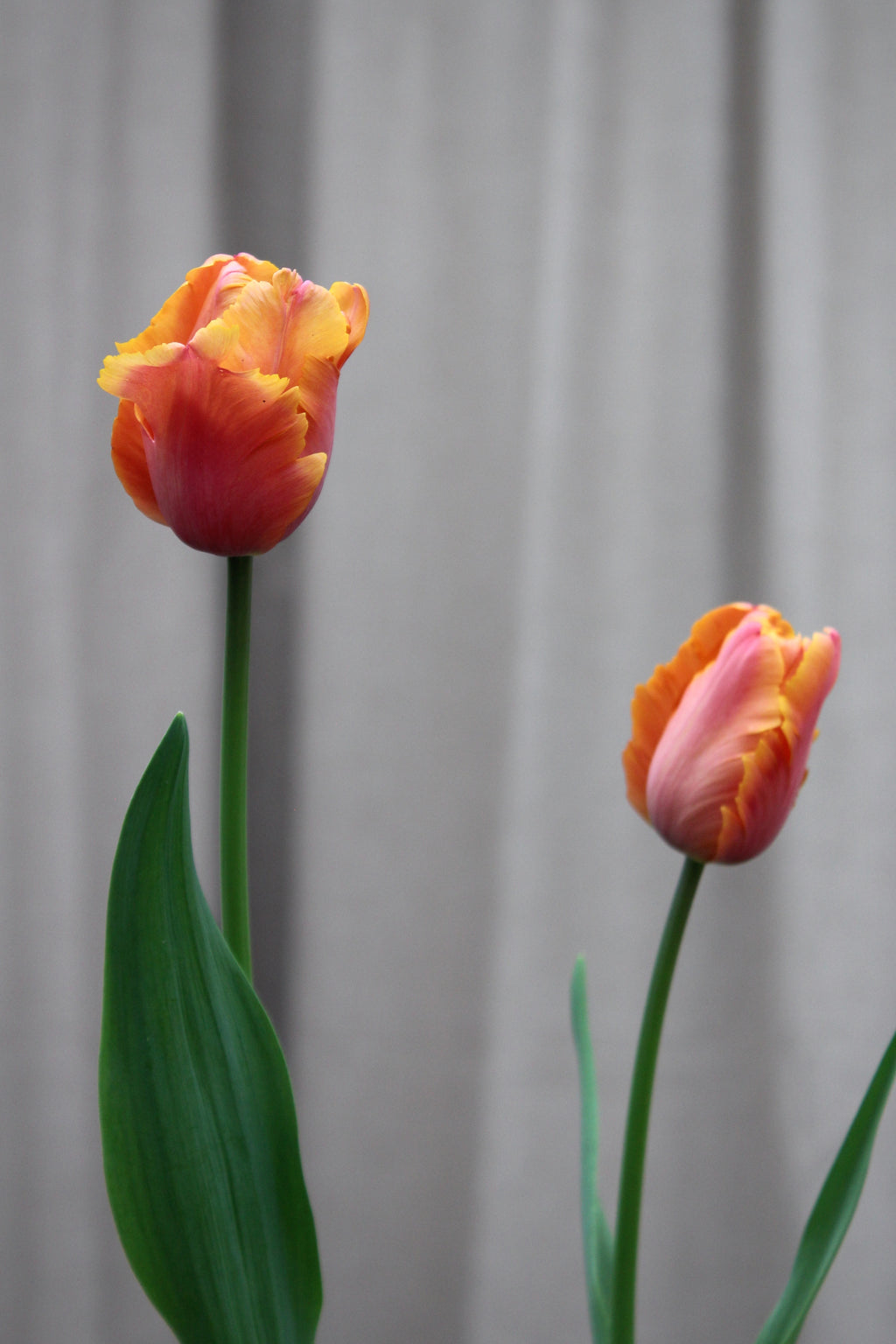 Tulipa 'Amazing Parrot' 12/+