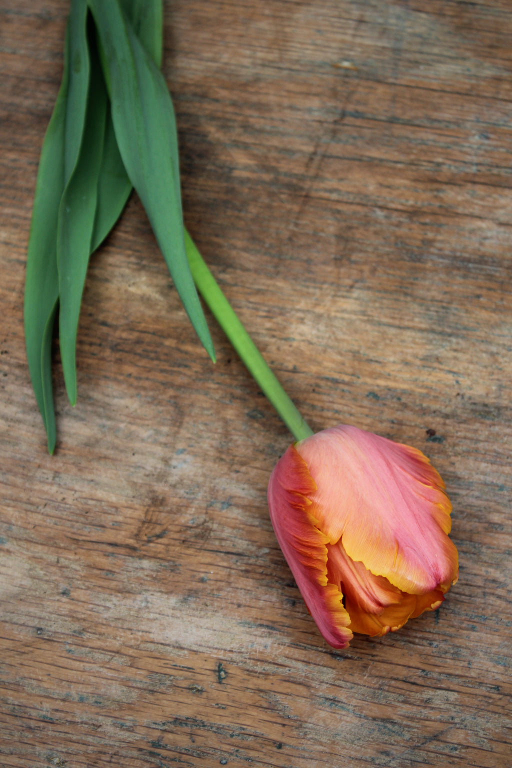Tulipa 'Amazing Parrot' 12/+