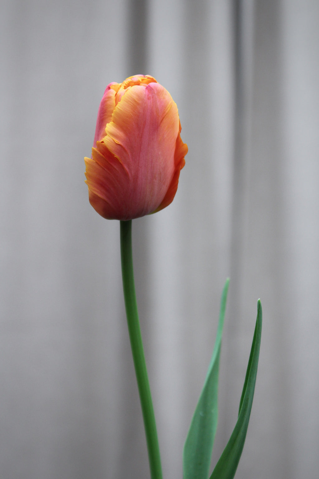 Tulipa 'Amazing Parrot' 12/+