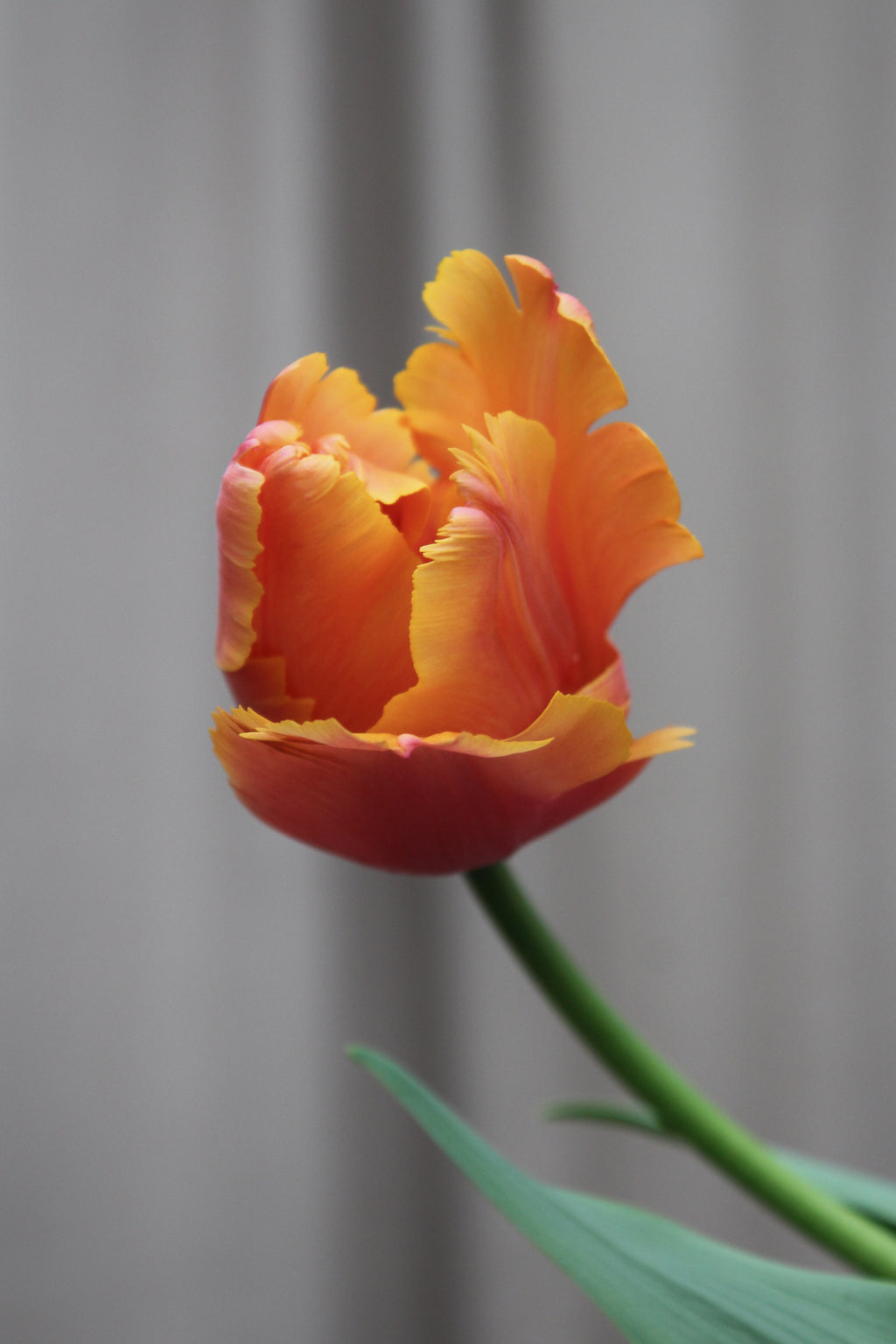 Tulipa 'Amazing Parrot' 12/+