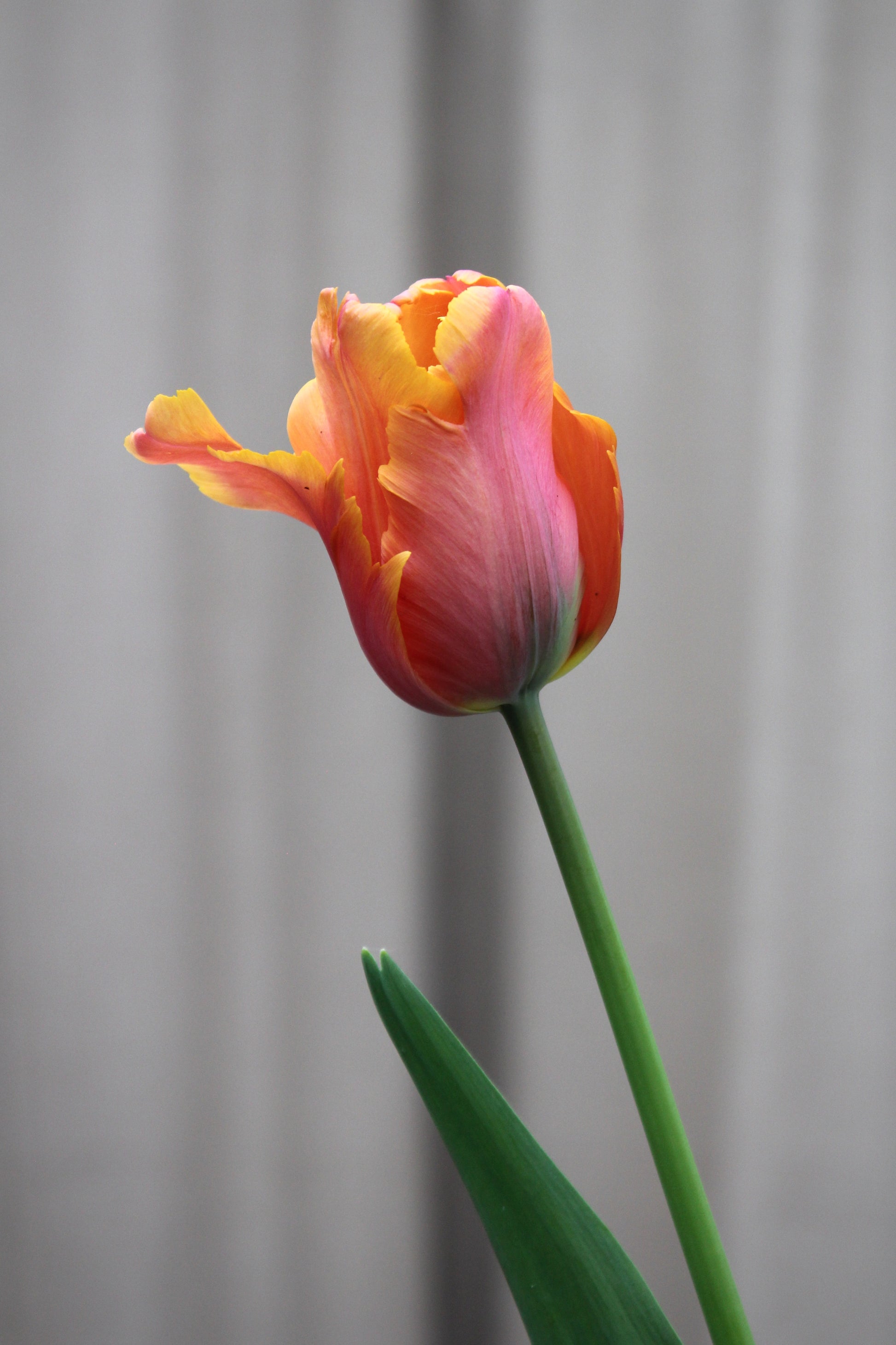 Tulipa 'Amazing Parrot' 12/+