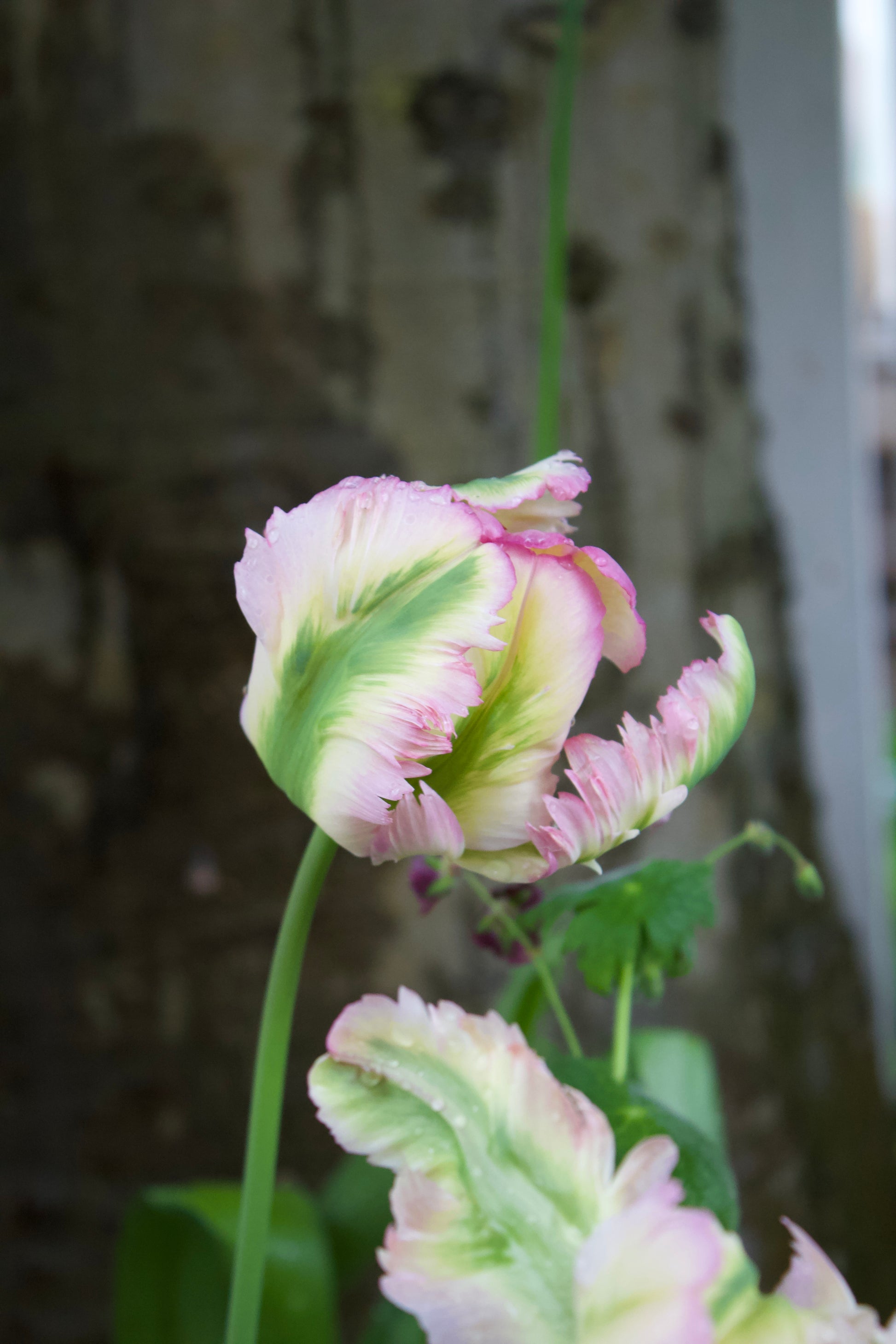 Tulipa 'Pink Vision' 12/+