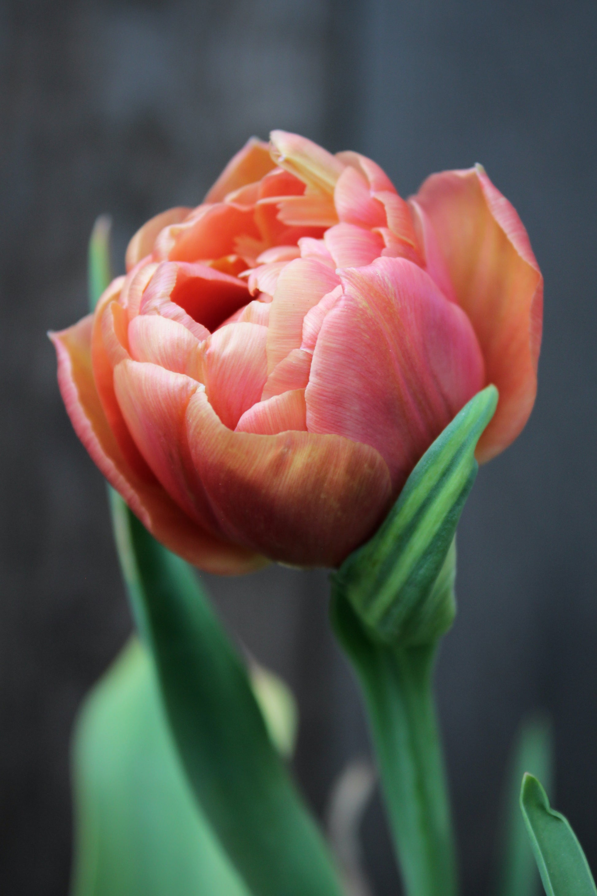 Tulipa 'Copper Image' 12/+
