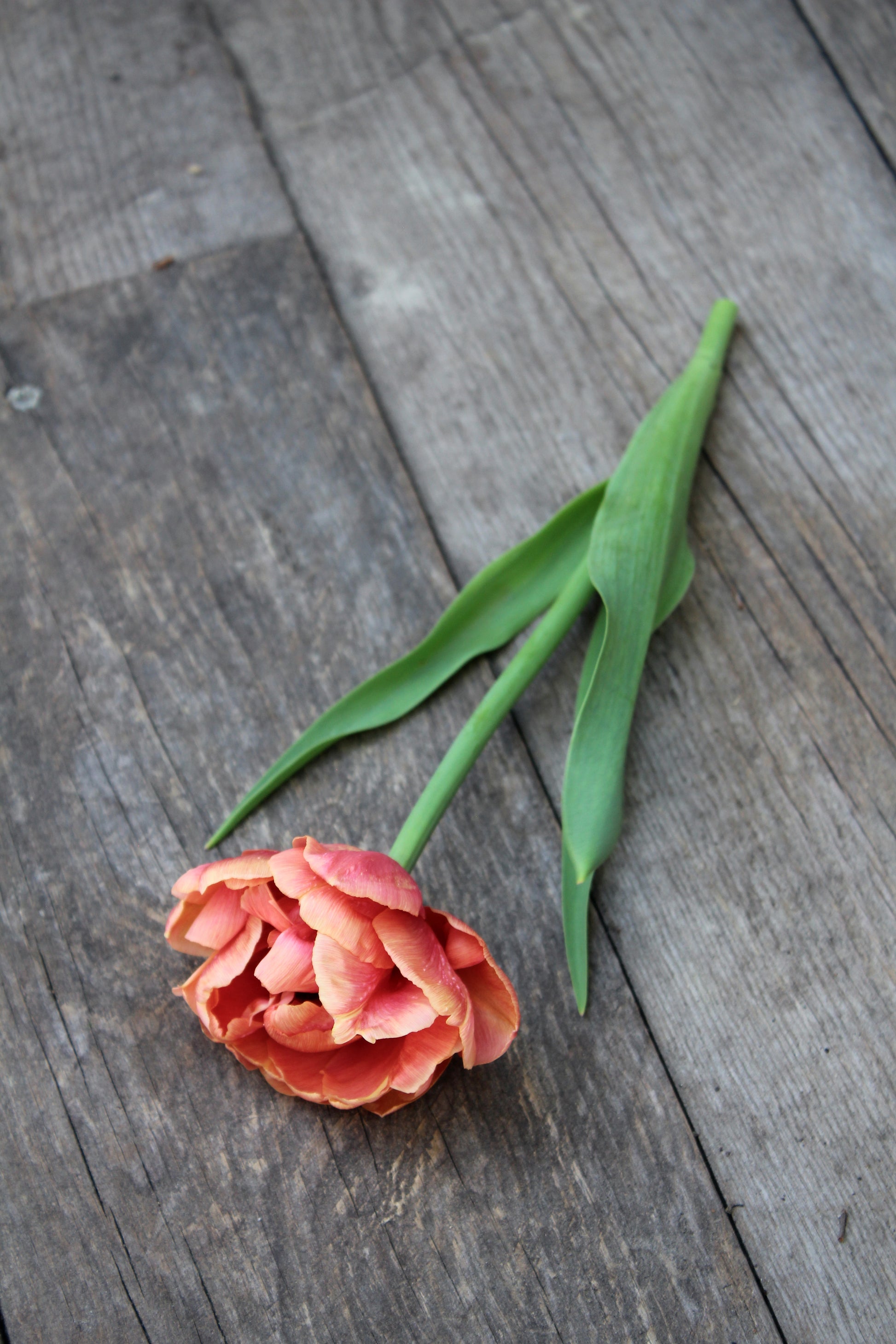 Tulipa 'Copper Image' 12/+