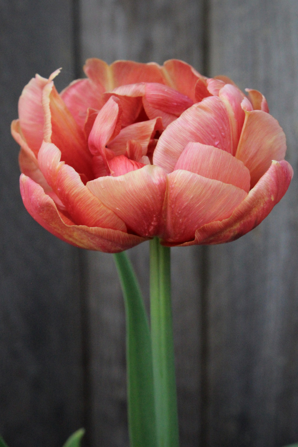 Tulipa 'Copper Image' 12/+