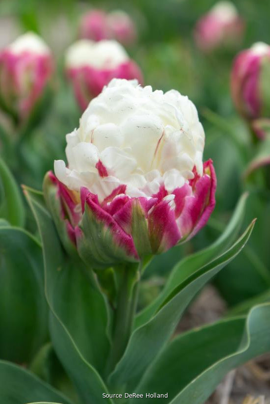 Tulipa 'Ice Cream' 11/+