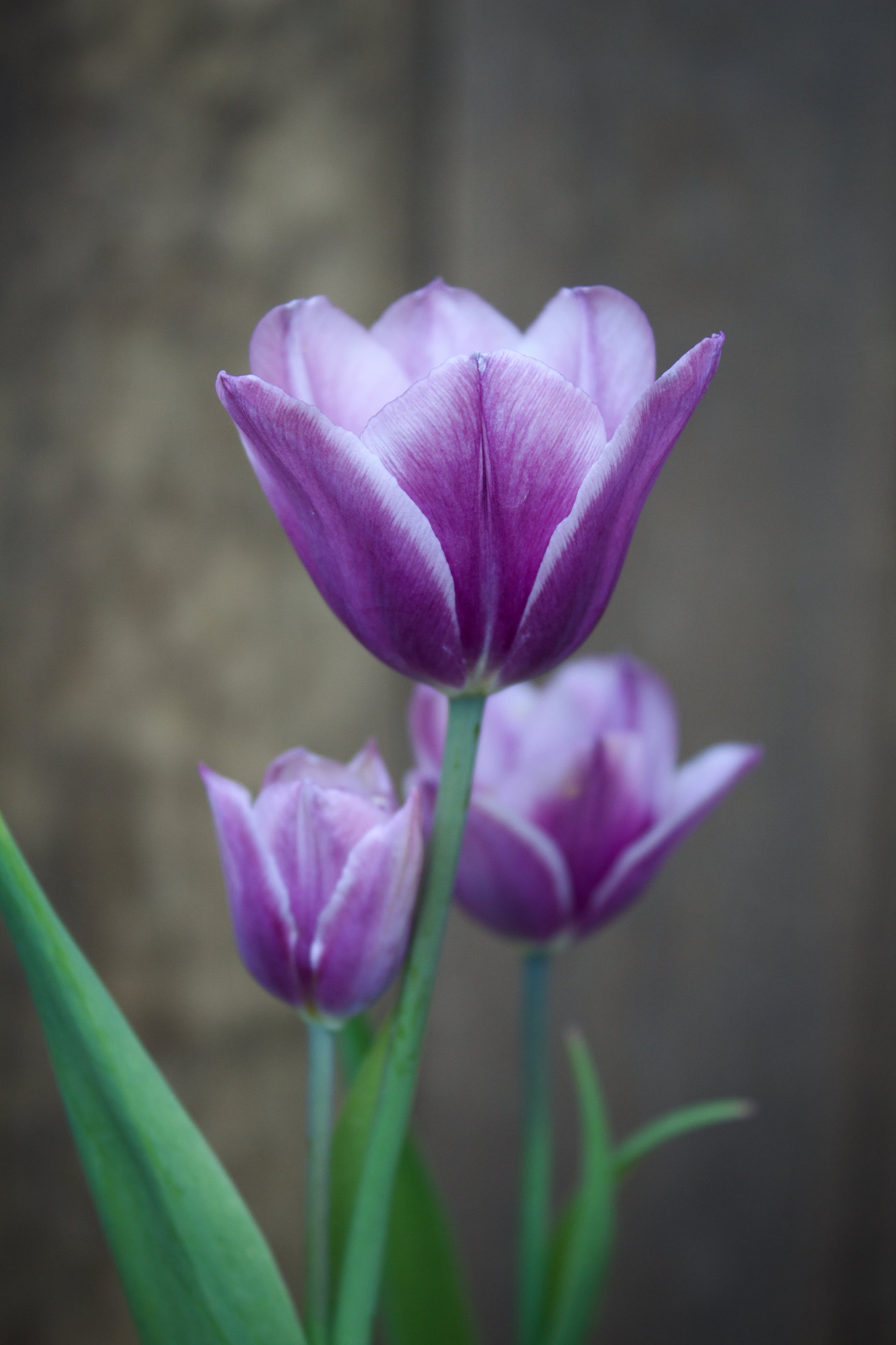 Tulipa 'Purple Elegance' 12/+