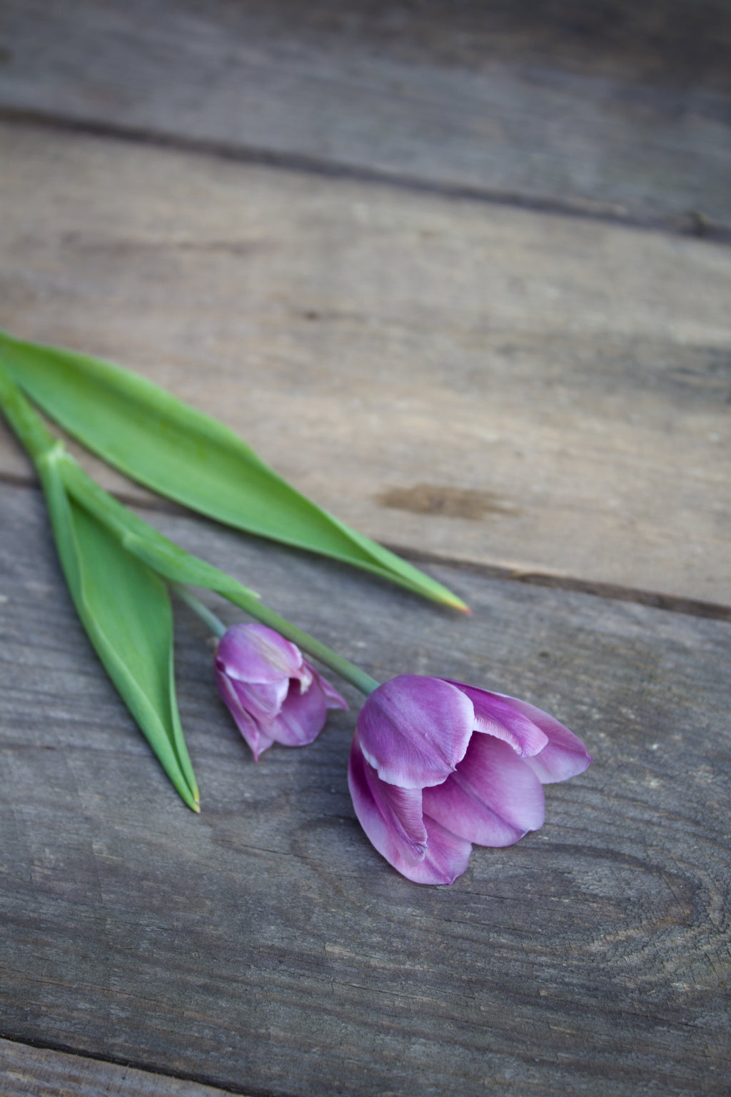 Tulipa 'Purple Elegance' 12/+