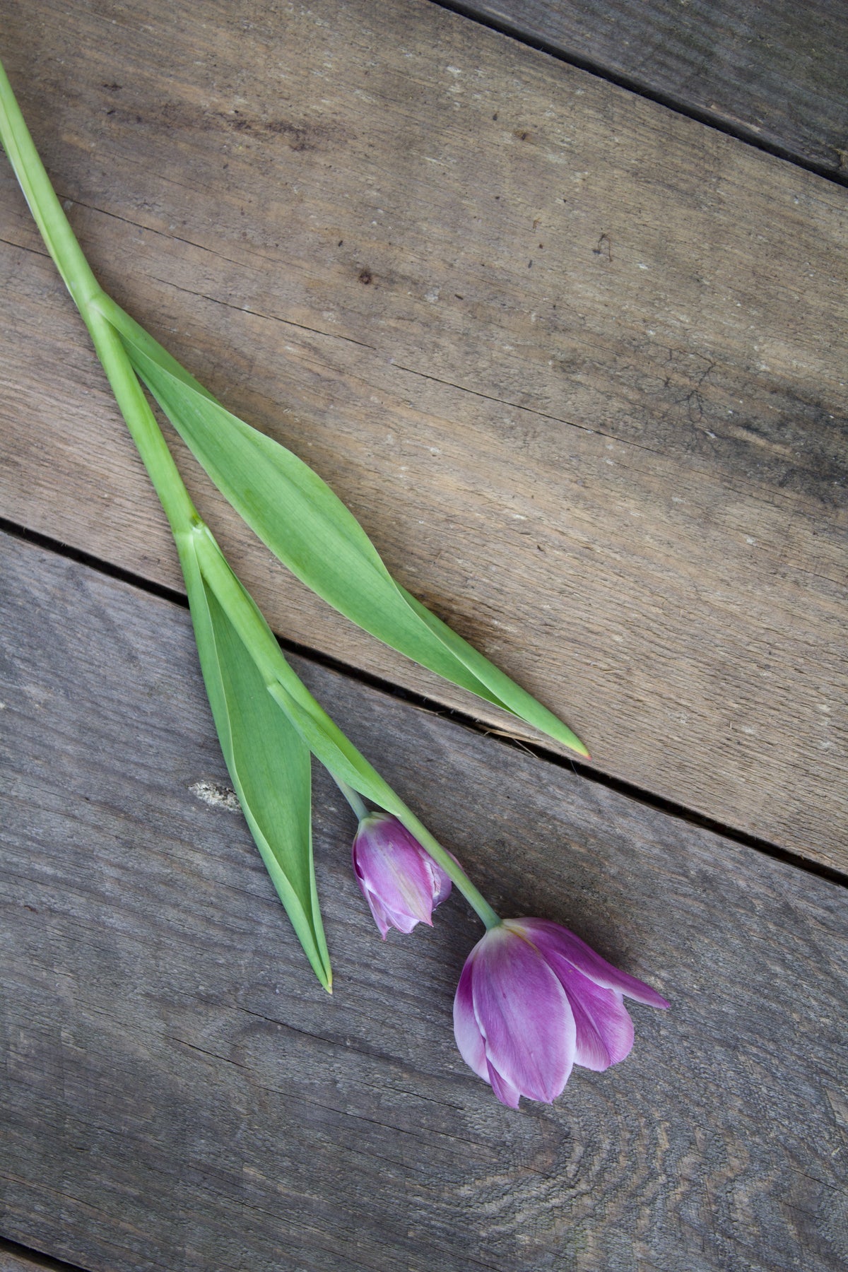Tulipa 'Purple Elegance' 12/+