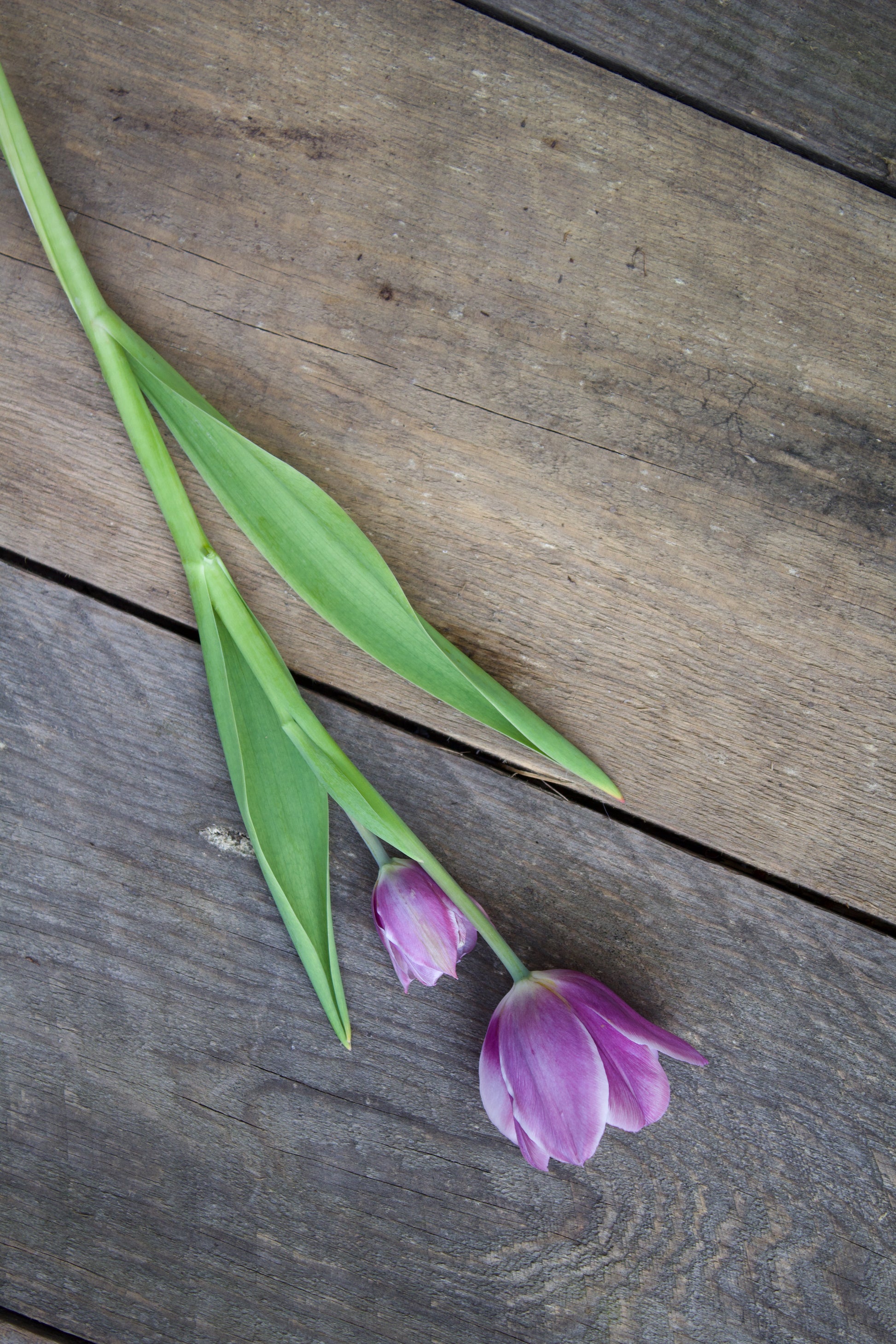 Tulipa 'Purple Elegance' 12/+
