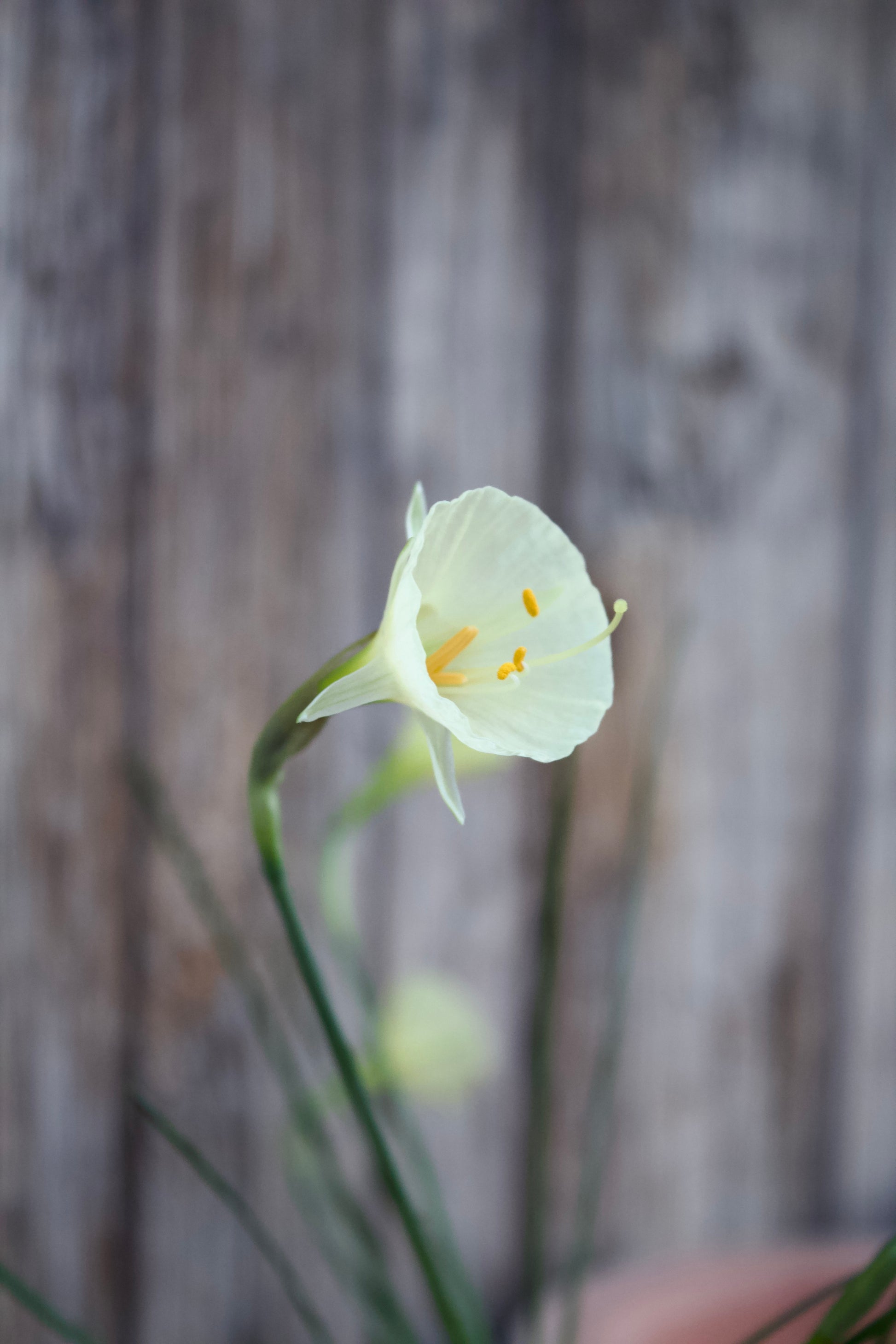 Narcissus 'Arctic Bells' 8/10