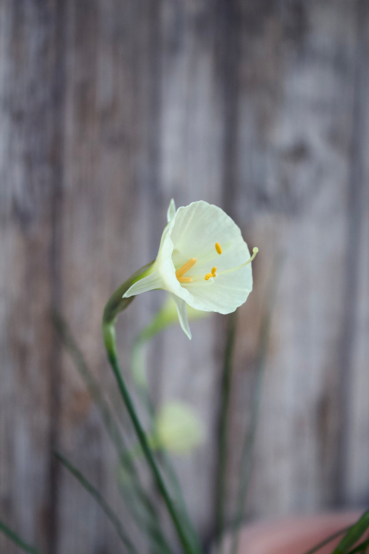 Narcissus 'Arctic Bells' 8/10