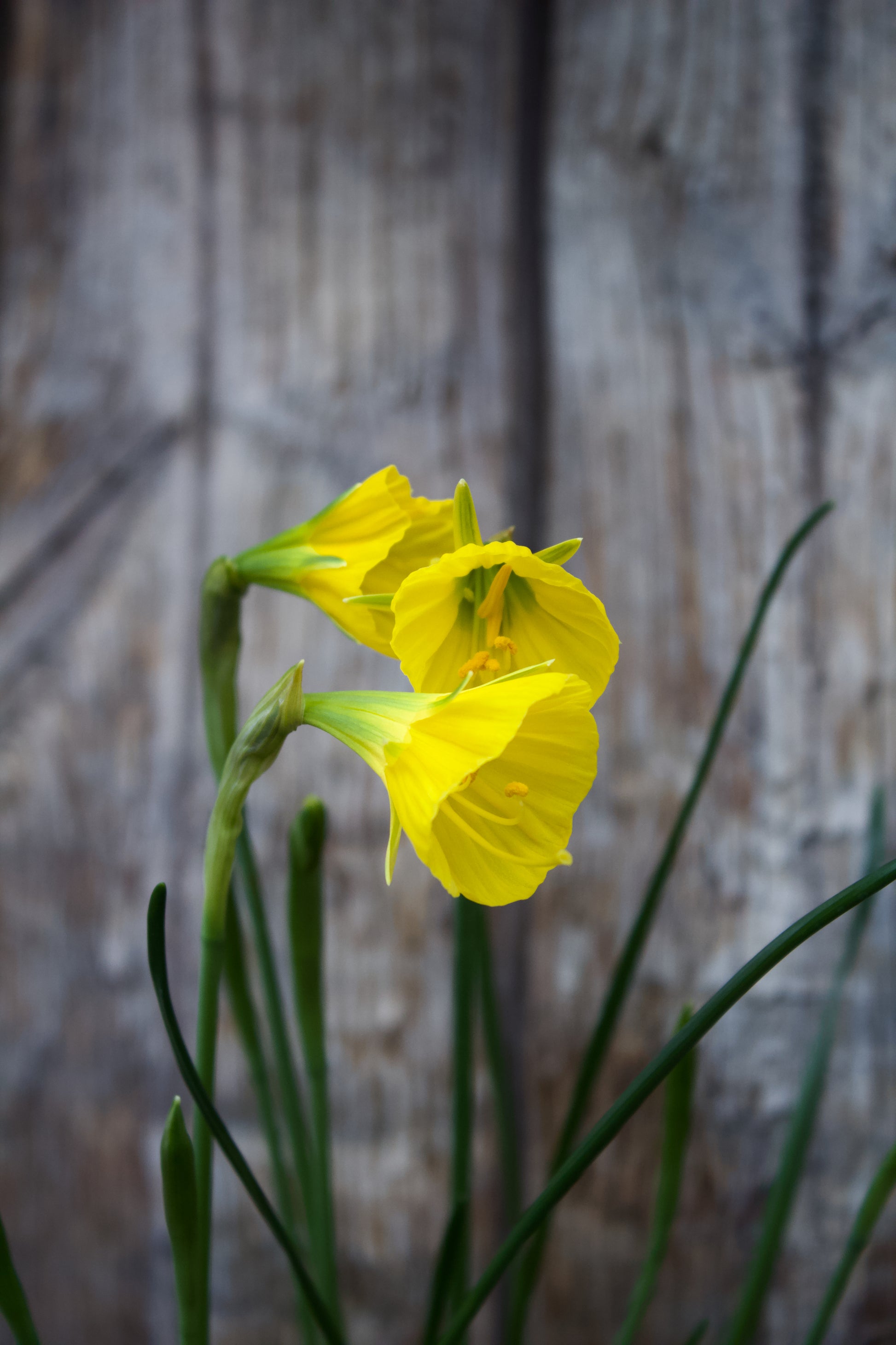 Narcissus 'Oxford Gold' 8/+