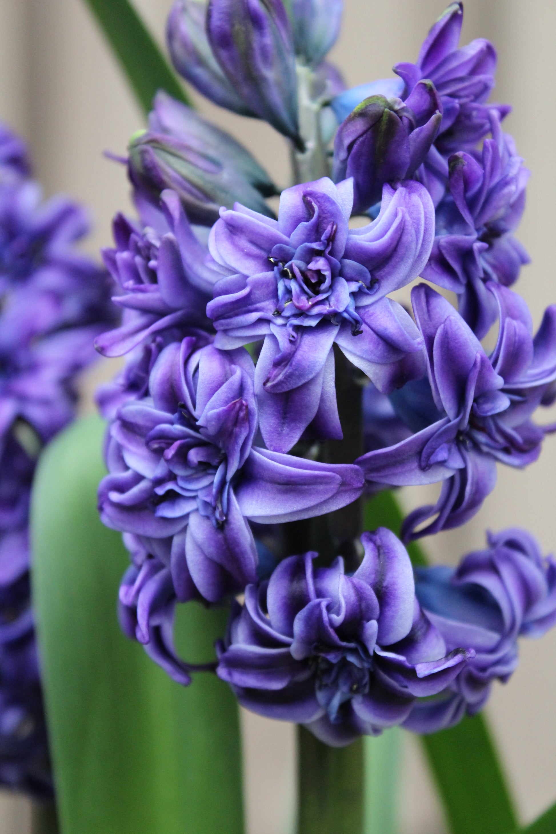 Hyacinthus 'Royal Navy' 15/16