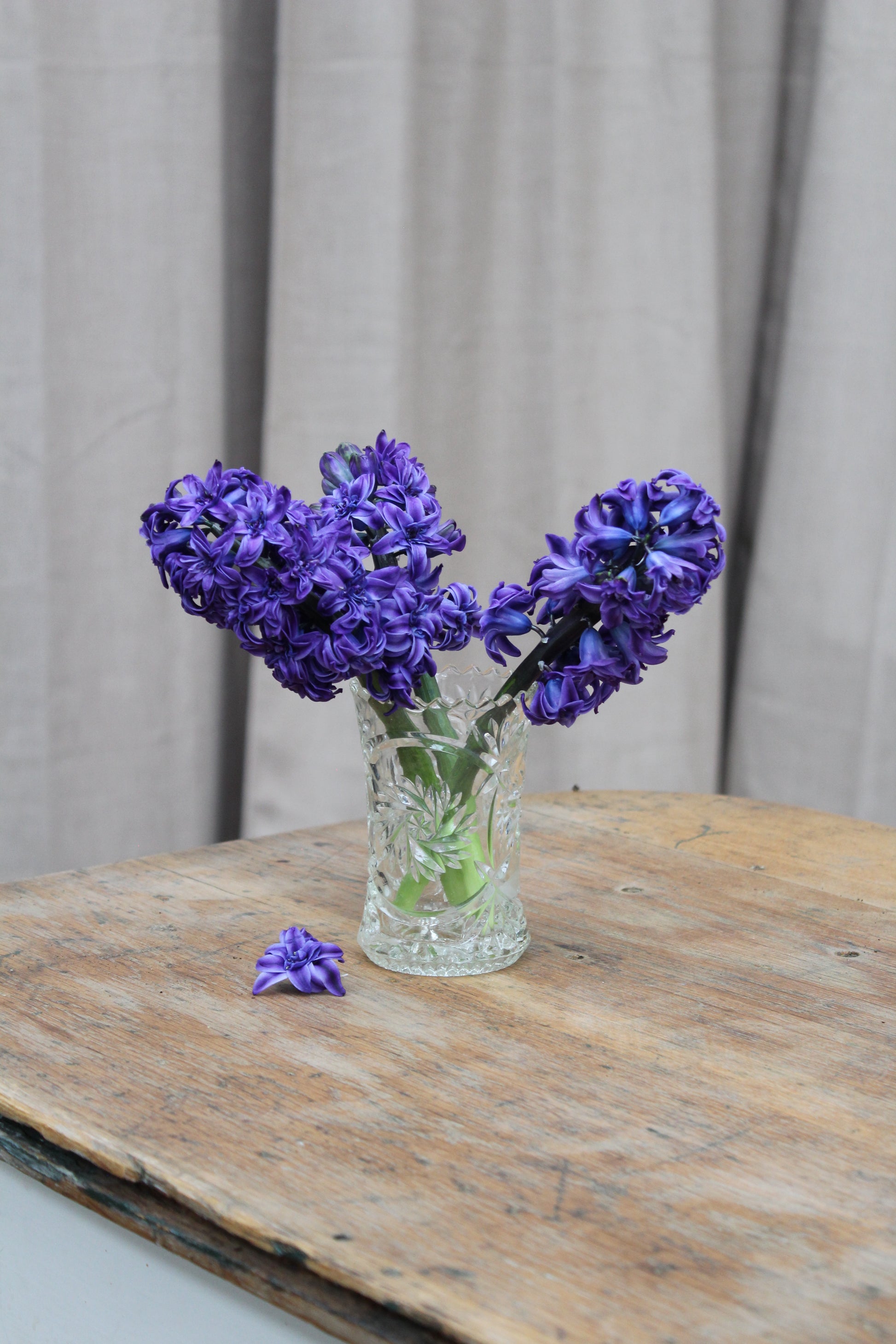 Hyacinthus 'Royal Navy' 15/16