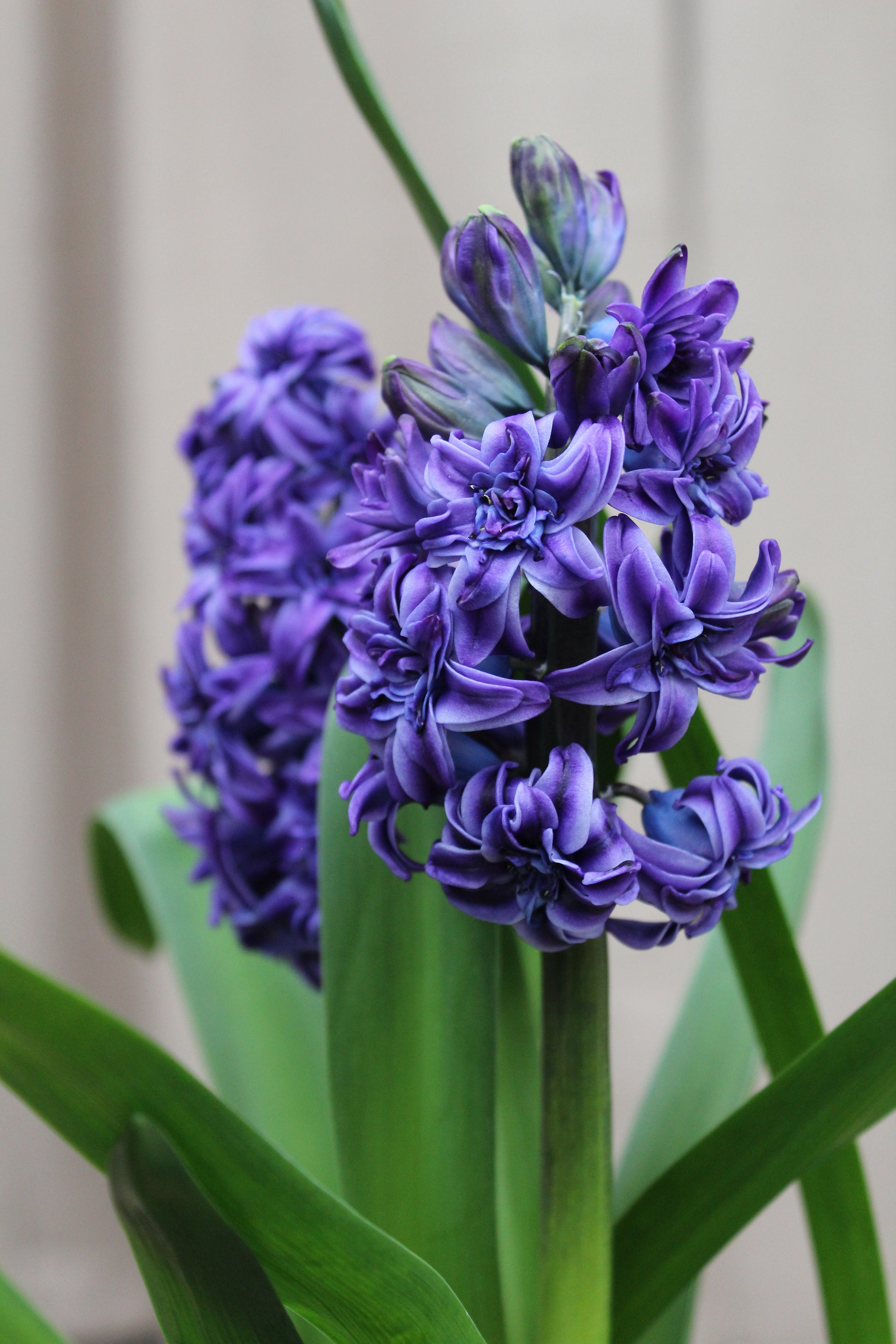 Hyacinthus 'Royal Navy' 15/16