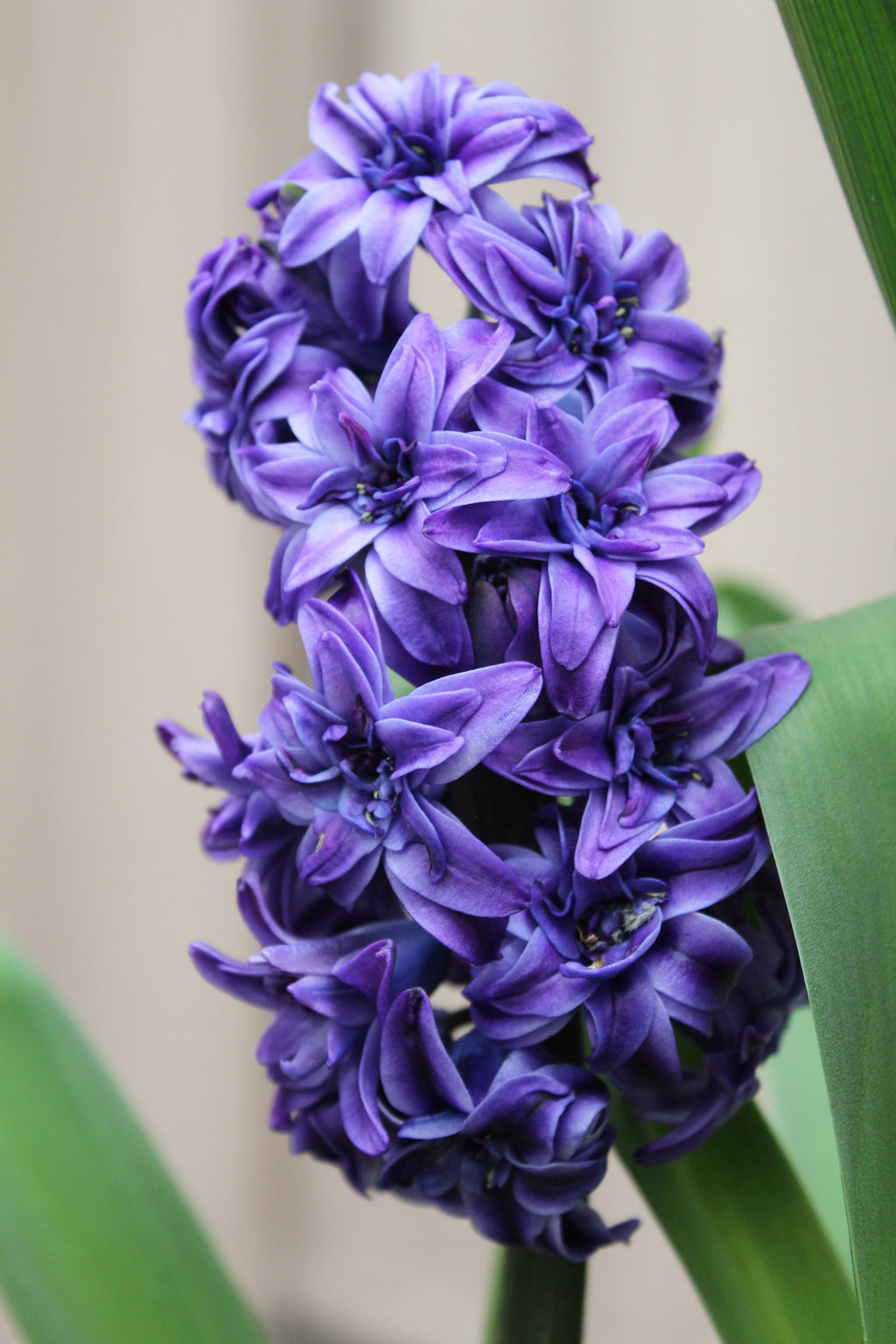 Hyacinthus 'Royal Navy' 15/16
