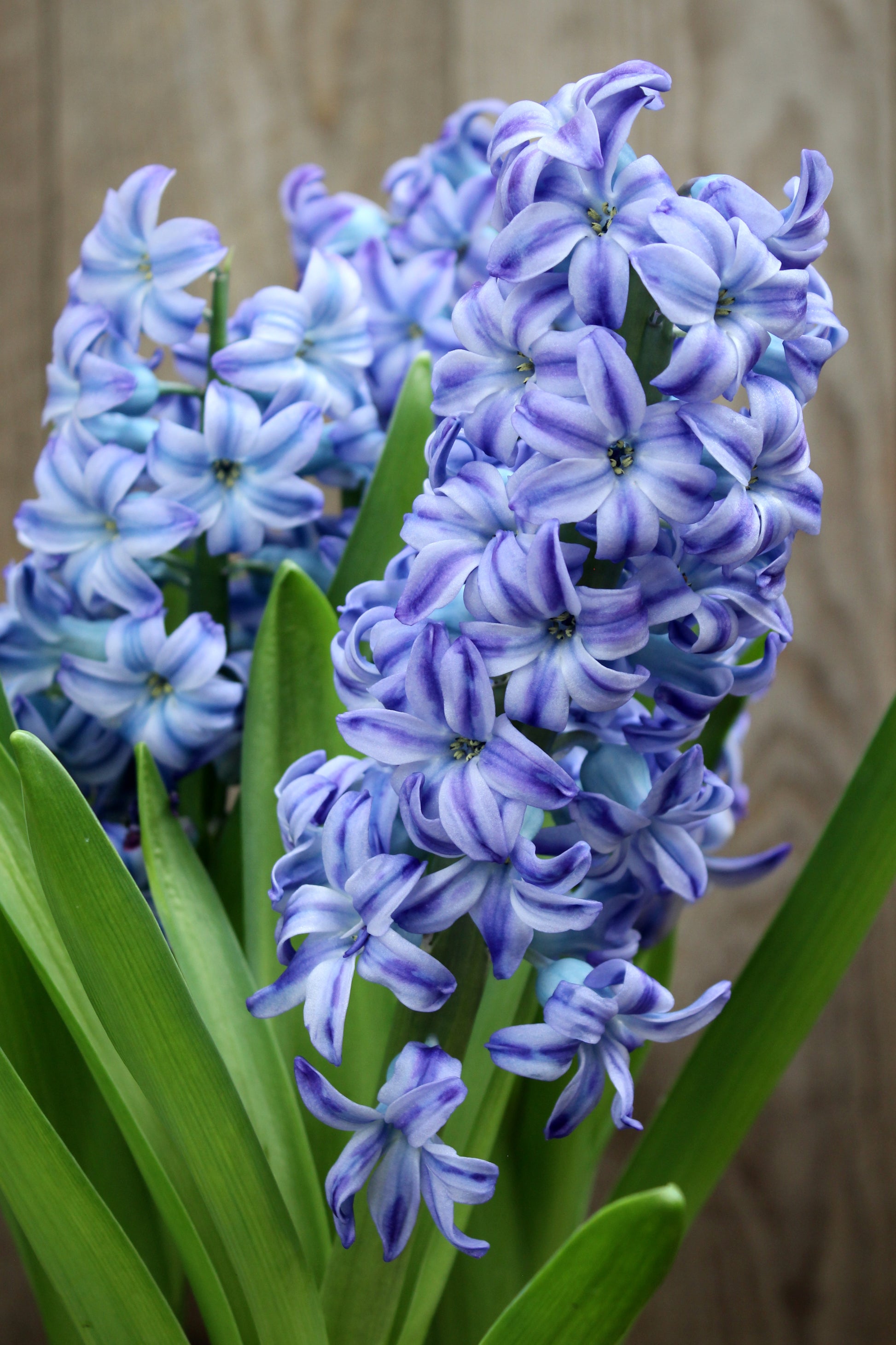 Hyacinthus 'Aqua' 18/19