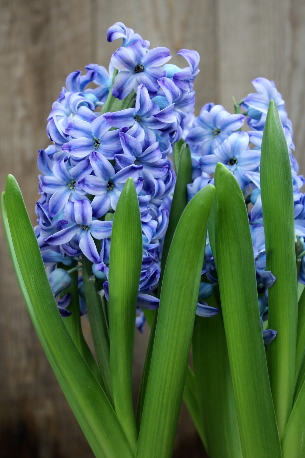 Hyacinthus 'Aqua' 18/19