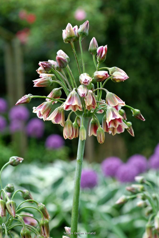 Allium bulgaricum 8/+