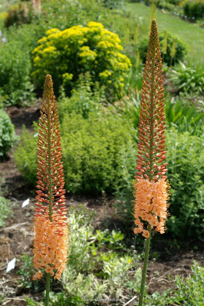 Eremurus 'Cleopatra'