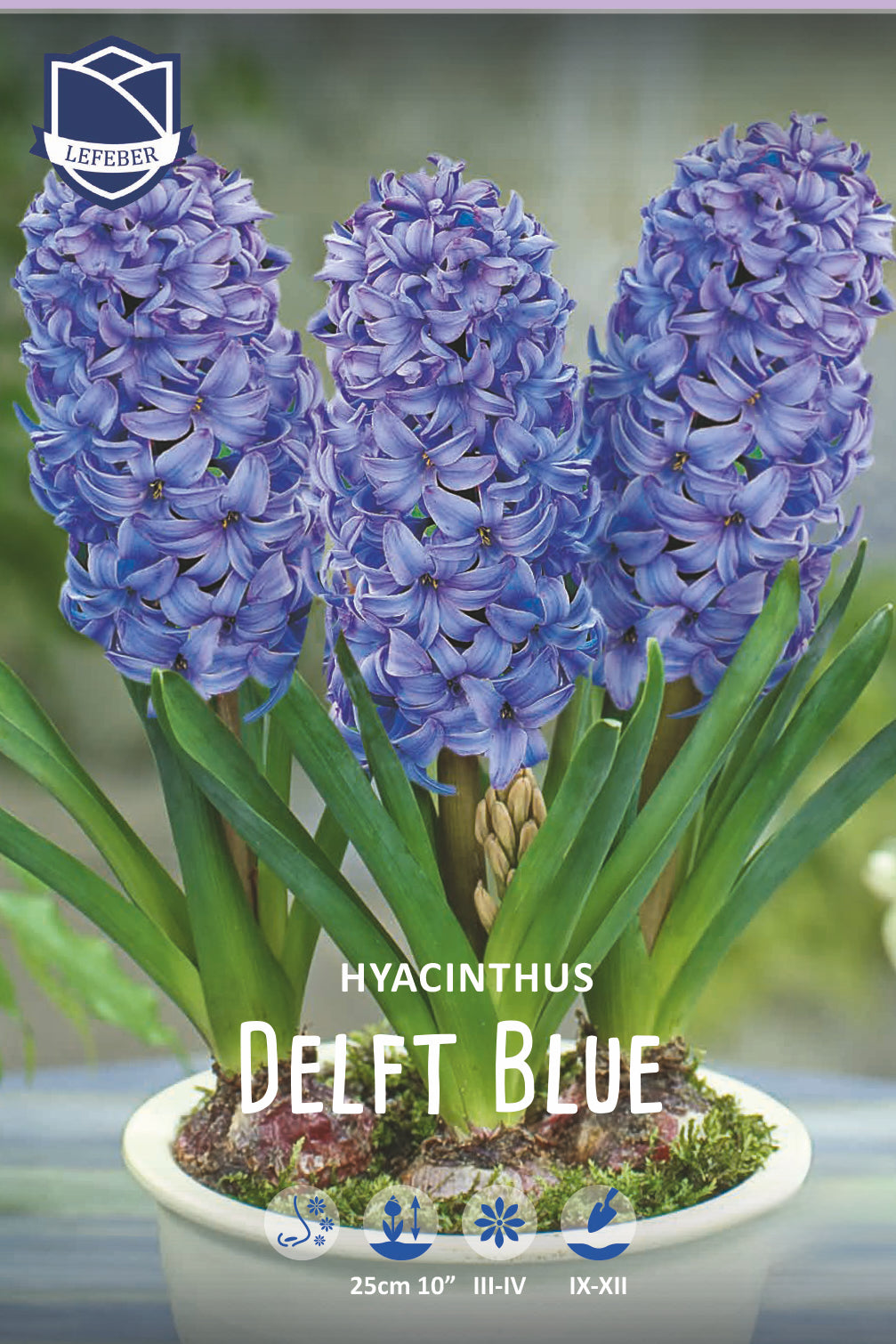 Hyacinthus 'Delft Blue' 18/19