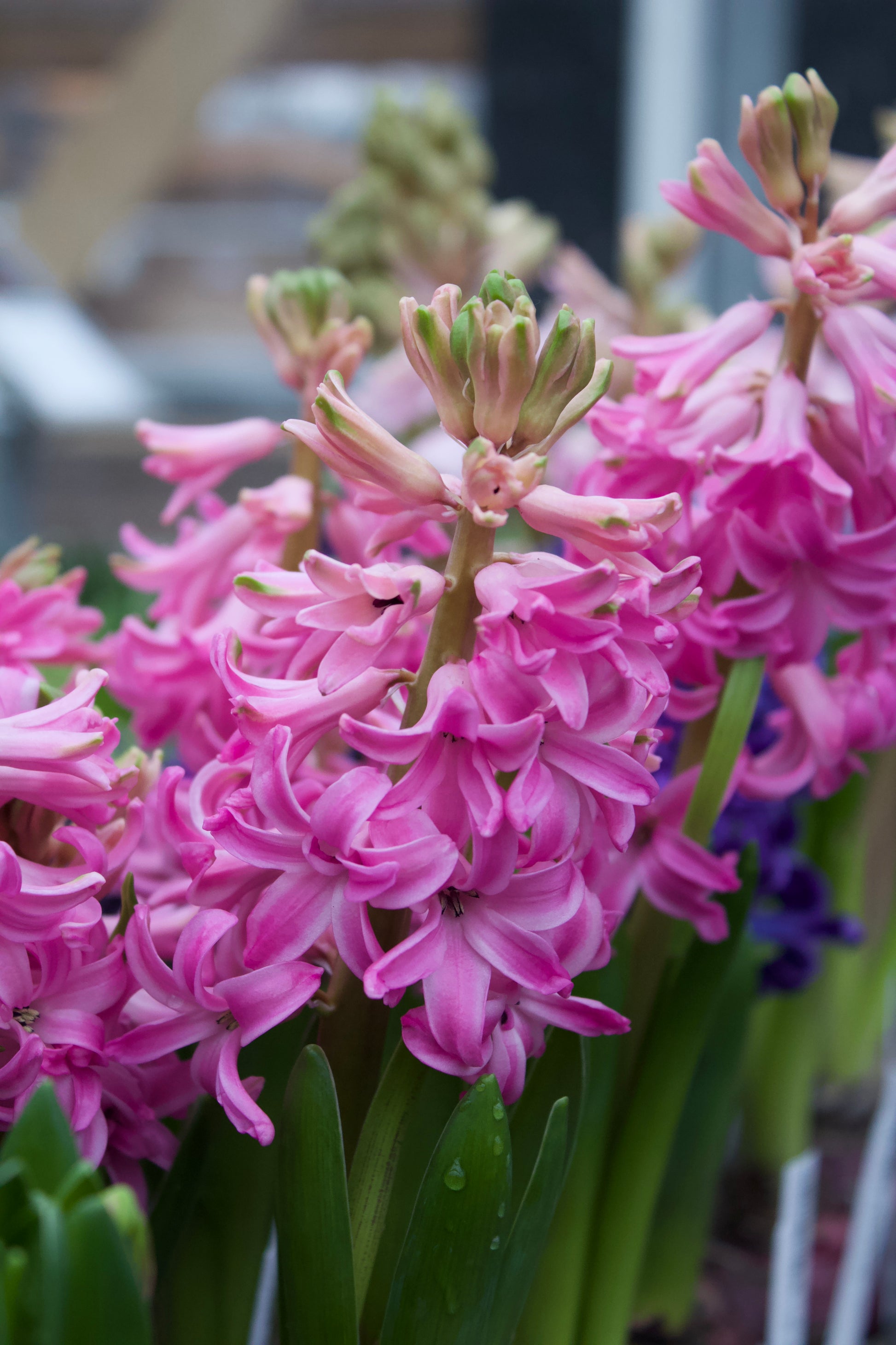 Hyacinthus 'Pink Pearl' 18/19