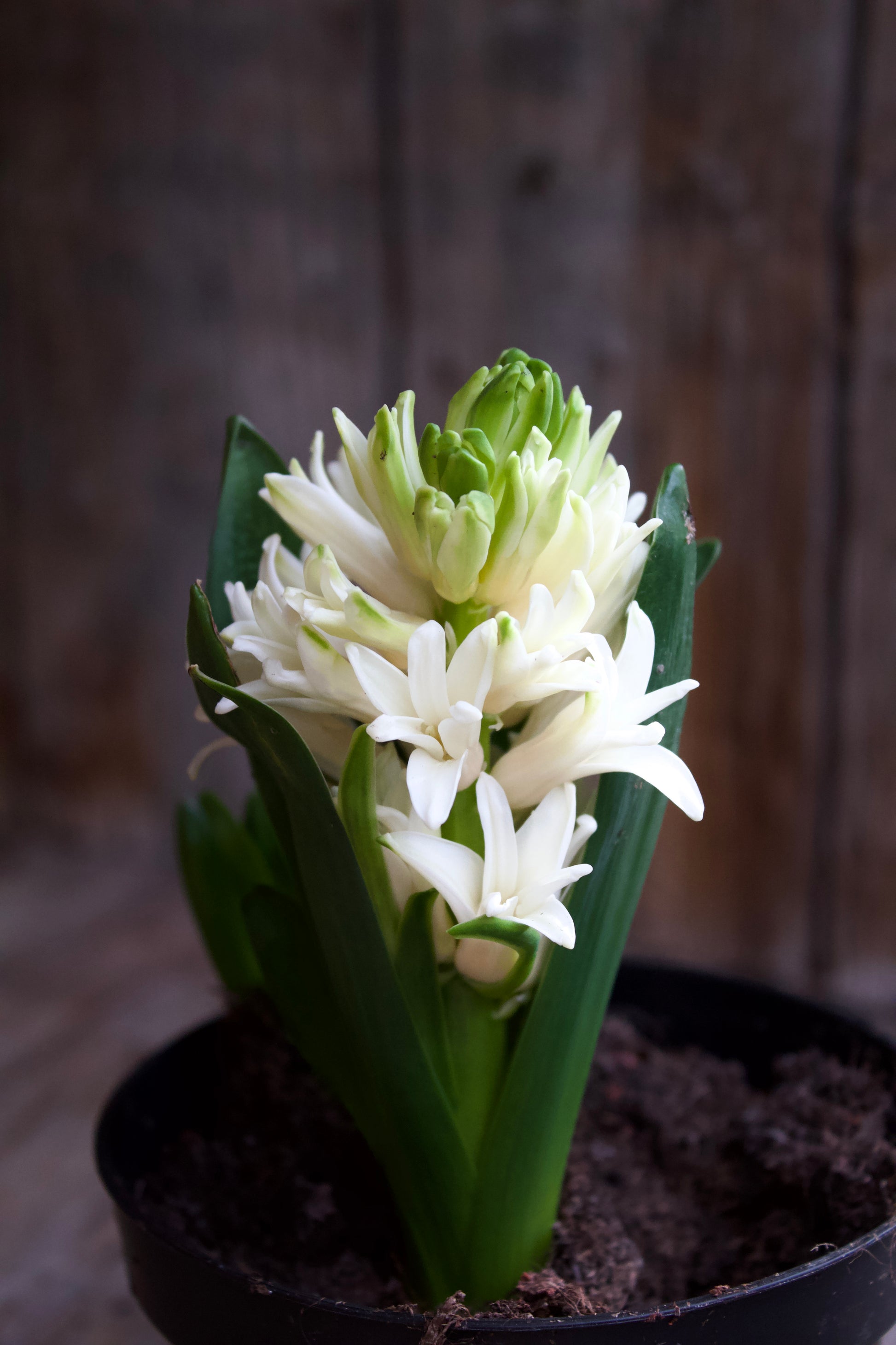 Hyacinthus 'White Pearl' 18/19