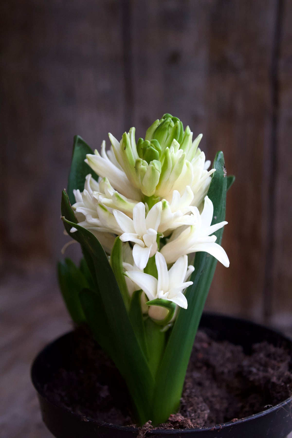 Hyacinthus 'White Pearl' 18/19