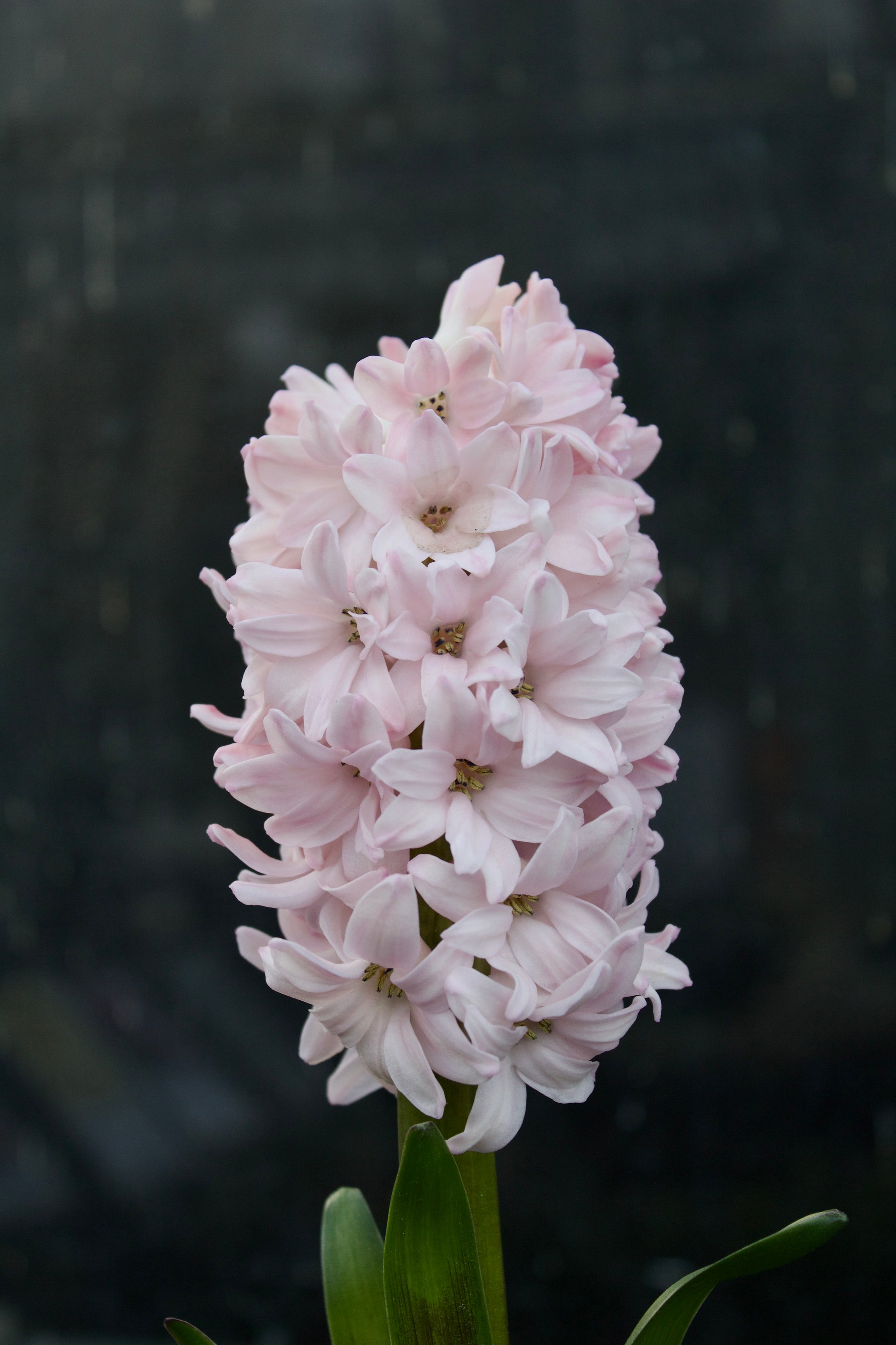 Hyacinthus 'Apricot Passion'