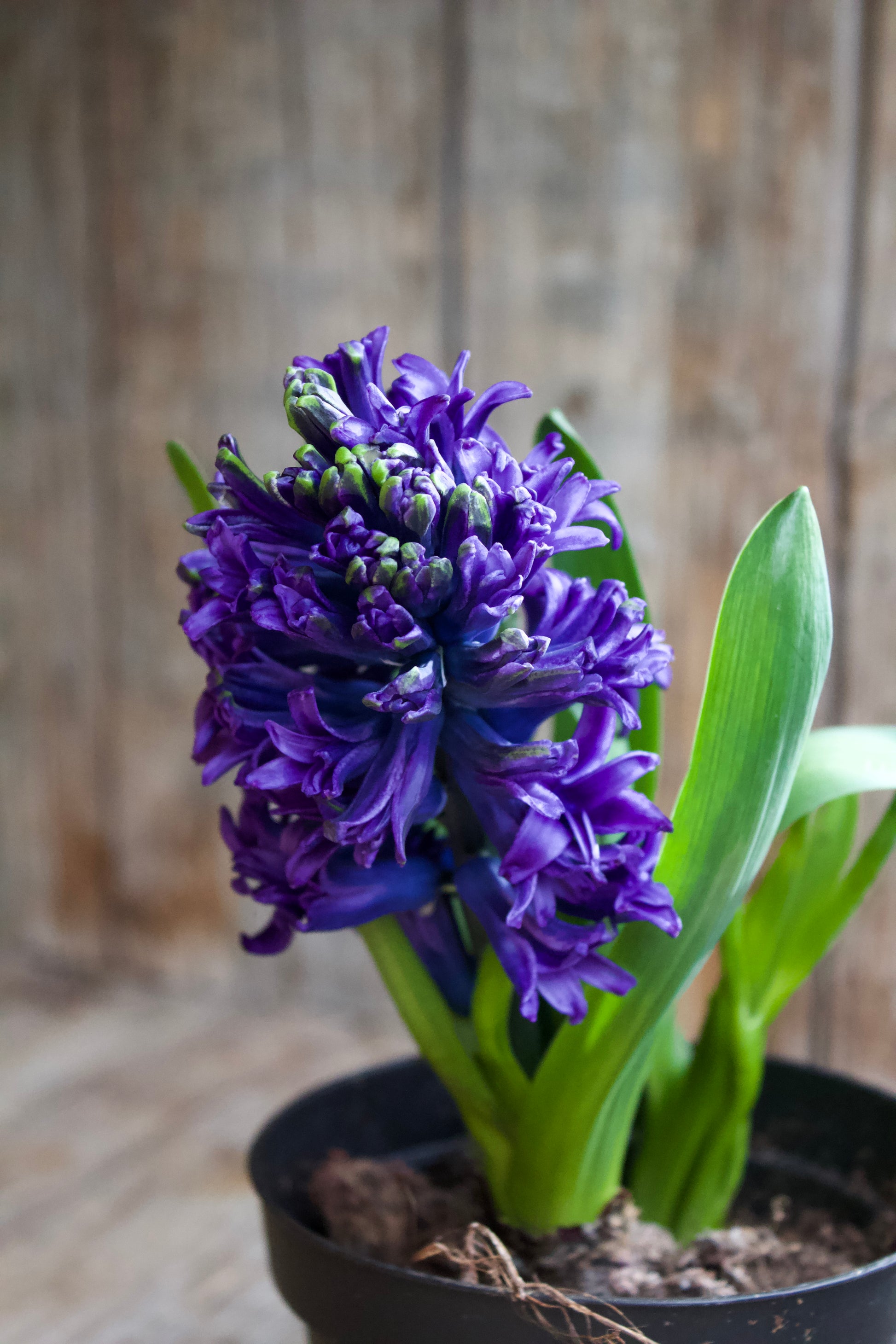 Hyacinthus 'Blue Jacket'