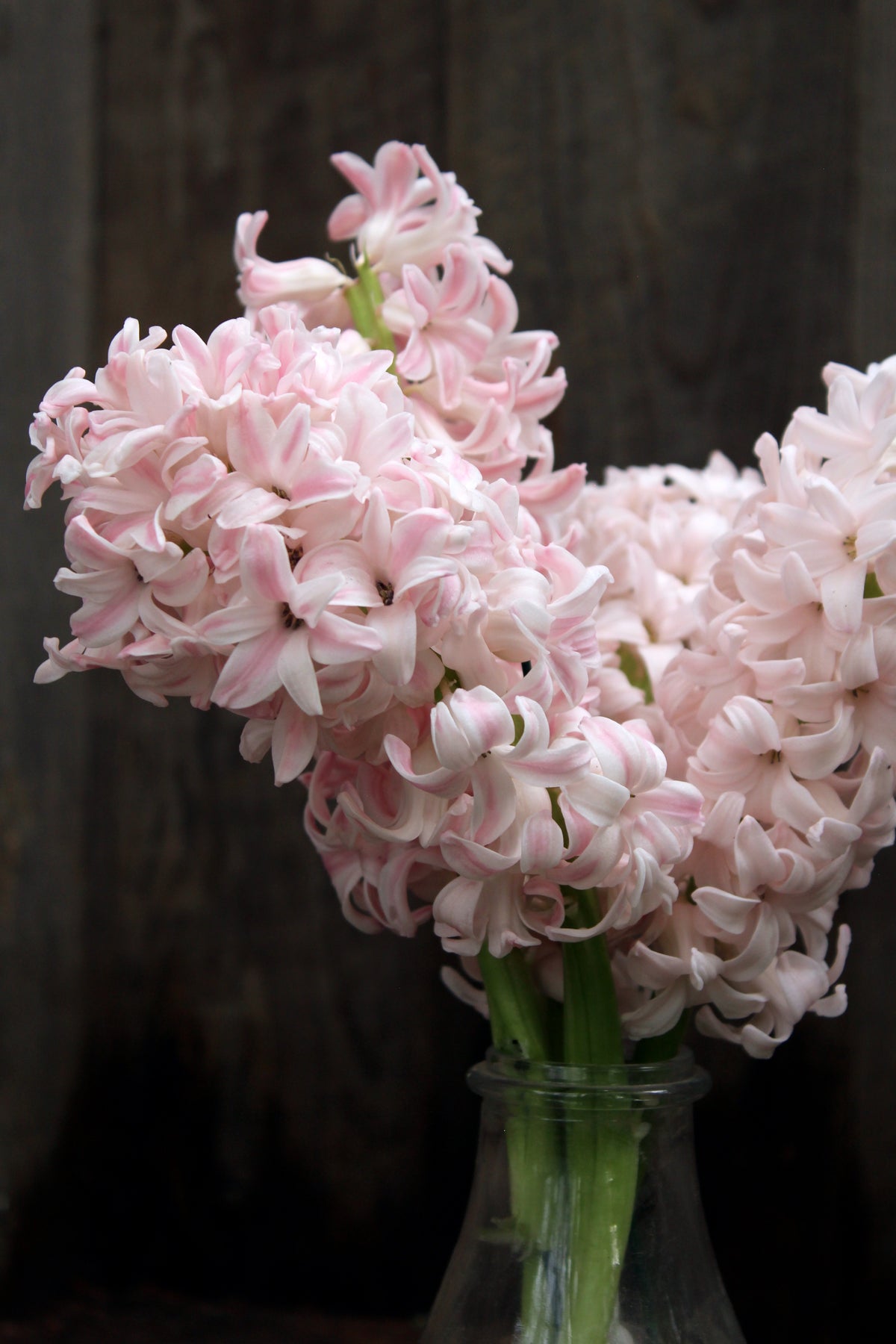 Hyacinthus 'China Pink'