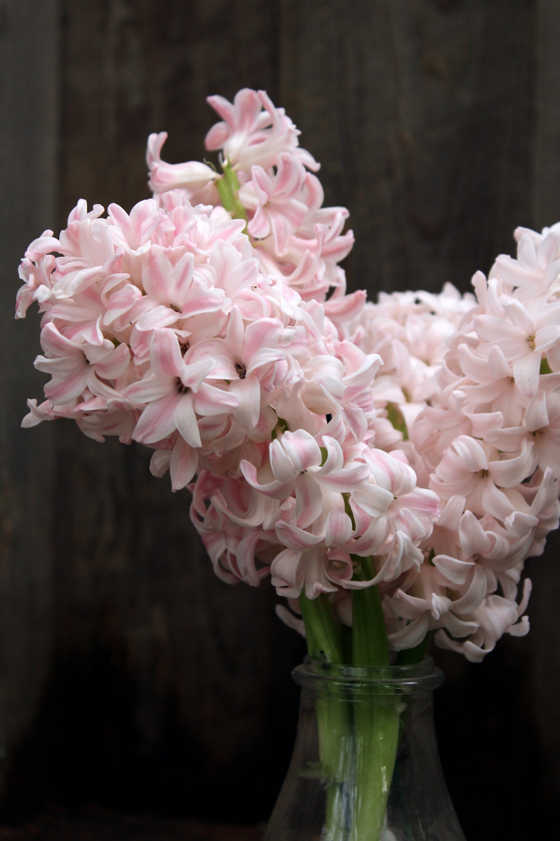 Hyacinthus 'China Pink'