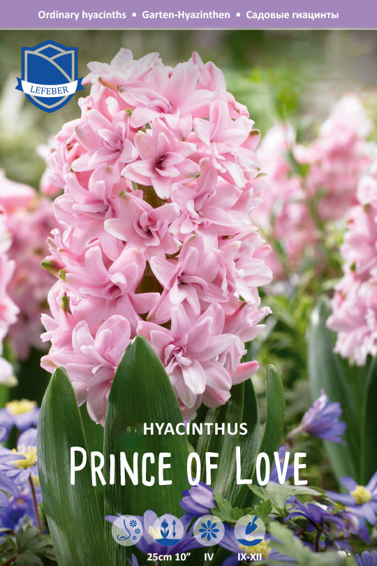 Hyacinthus 'Prince of Love'
