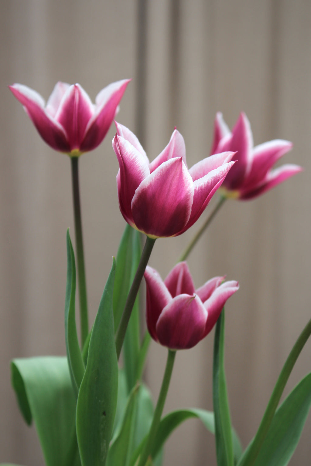 Tulipa 'Alexander Pushkin' 12/14