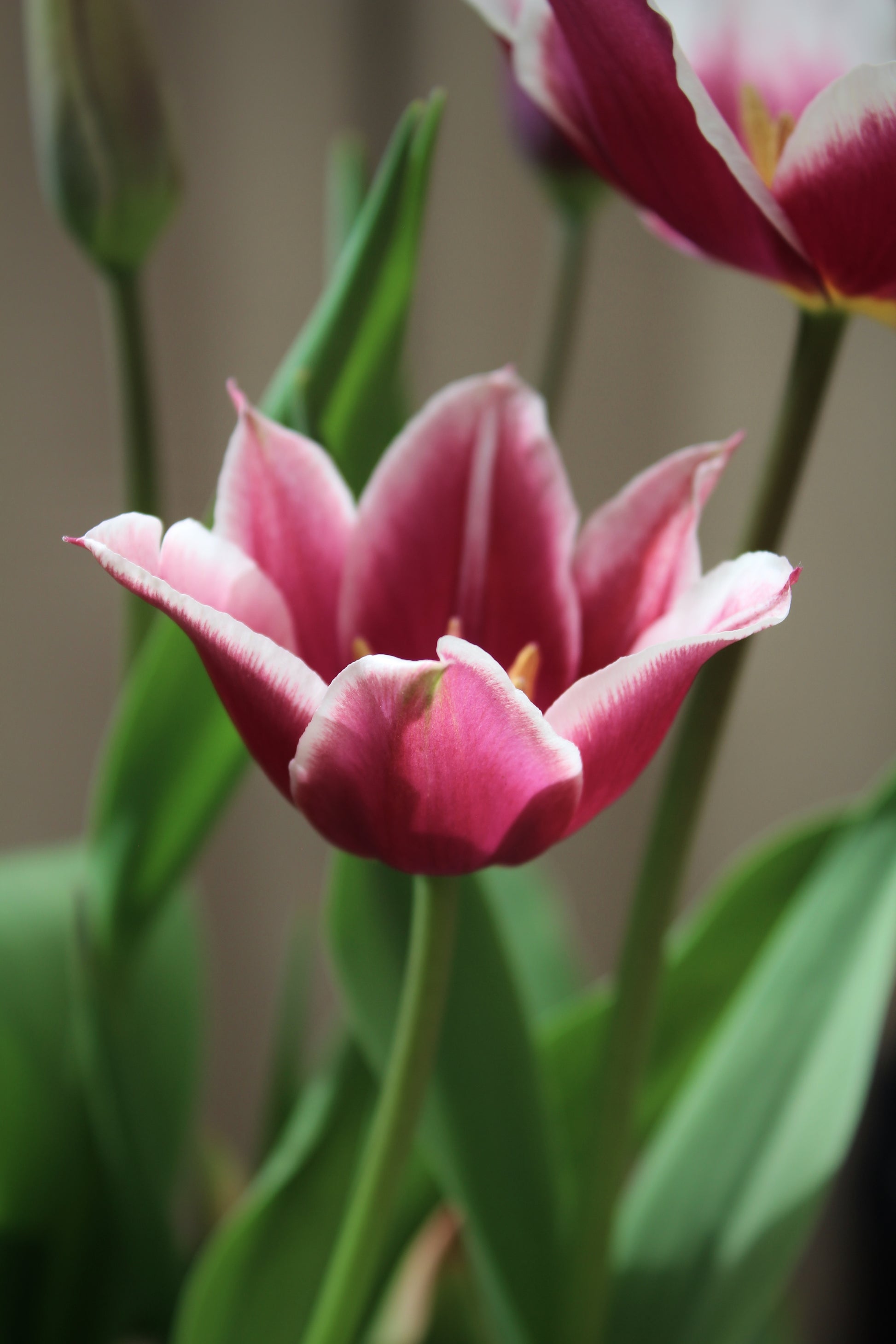 Tulipa 'Alexander Pushkin' 12/14