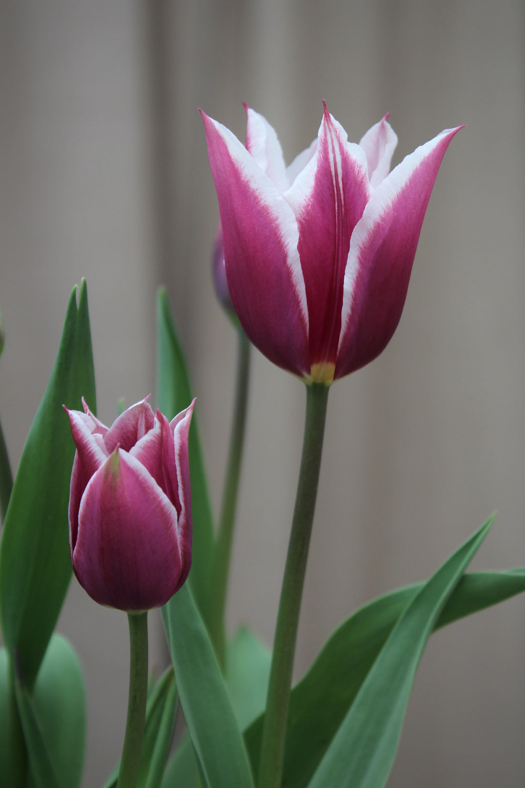 Tulipa 'Alexander Pushkin' 12/14