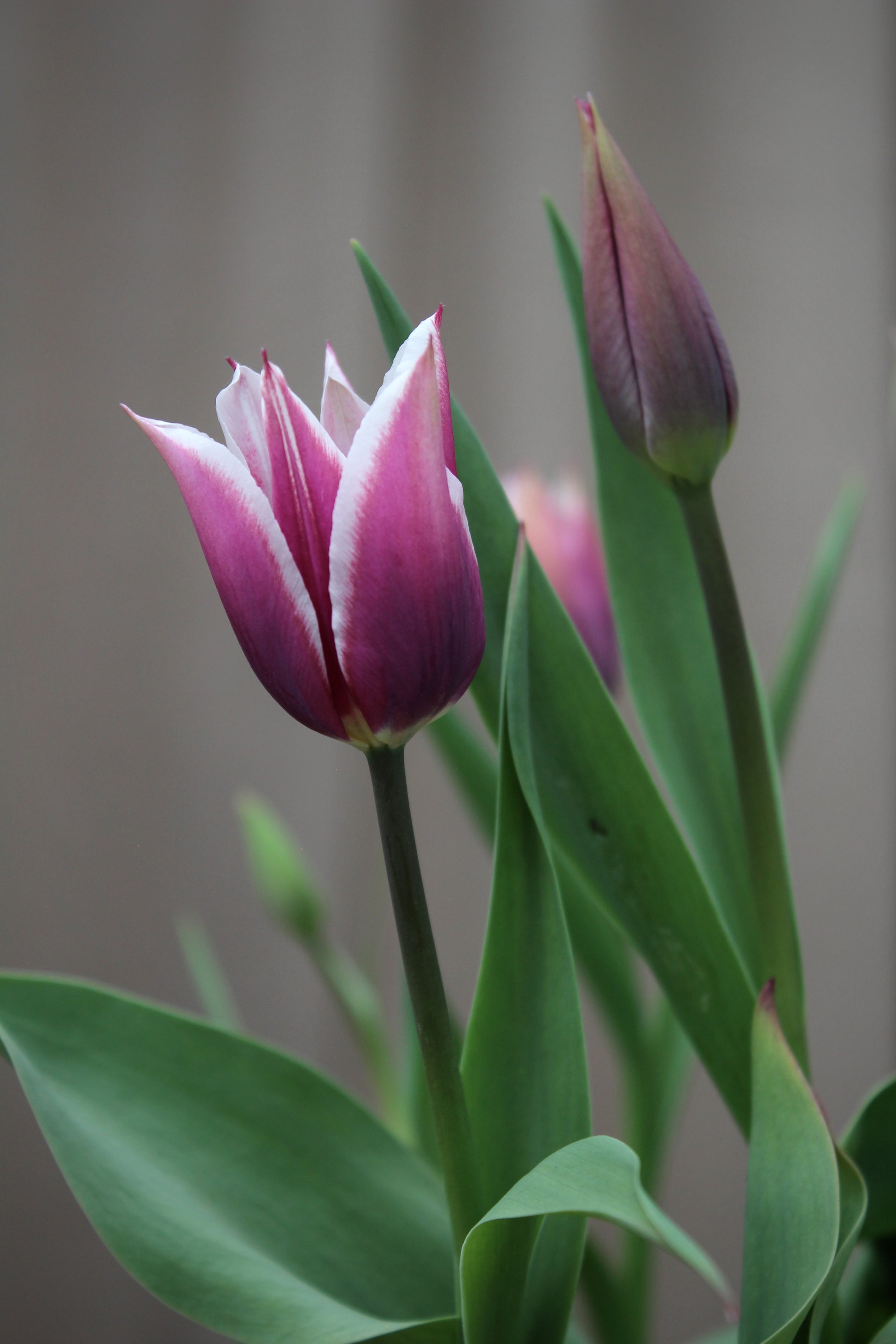 Tulipa 'Alexander Pushkin' 12/14