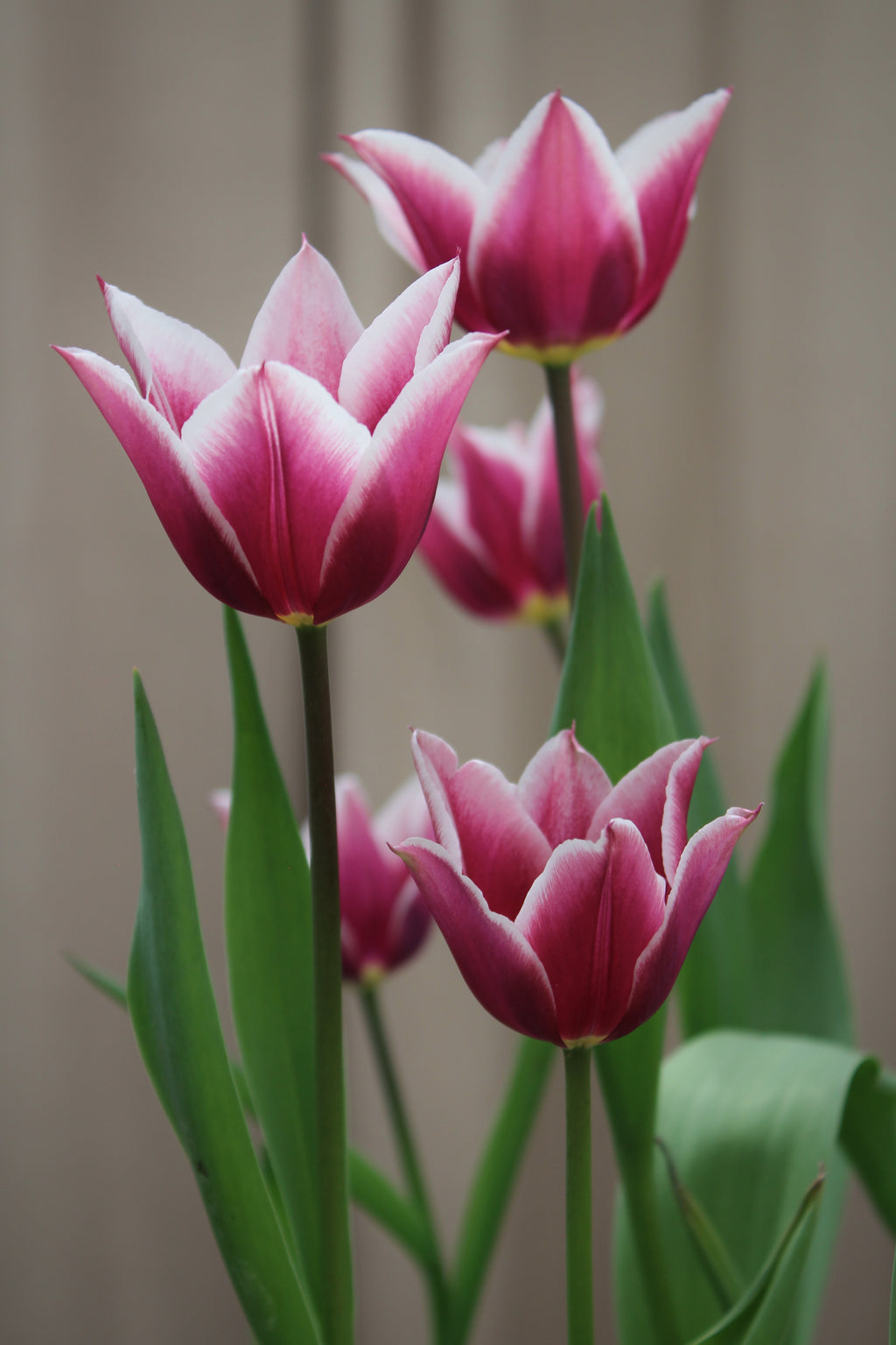 Tulipa 'Alexander Pushkin' 12/14
