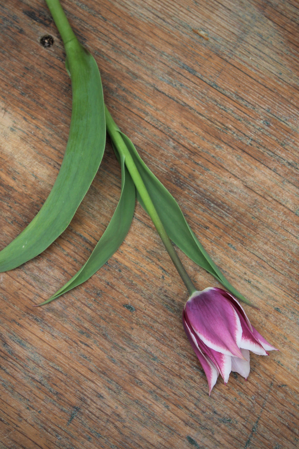 Tulipa 'Alexander Pushkin' 12/14