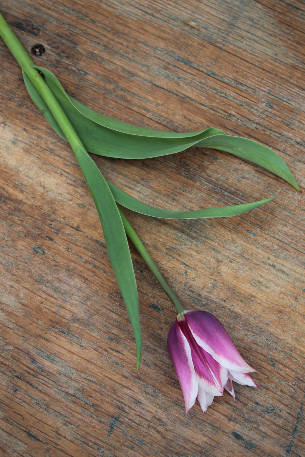 Tulipa 'Alexander Pushkin' 12/14