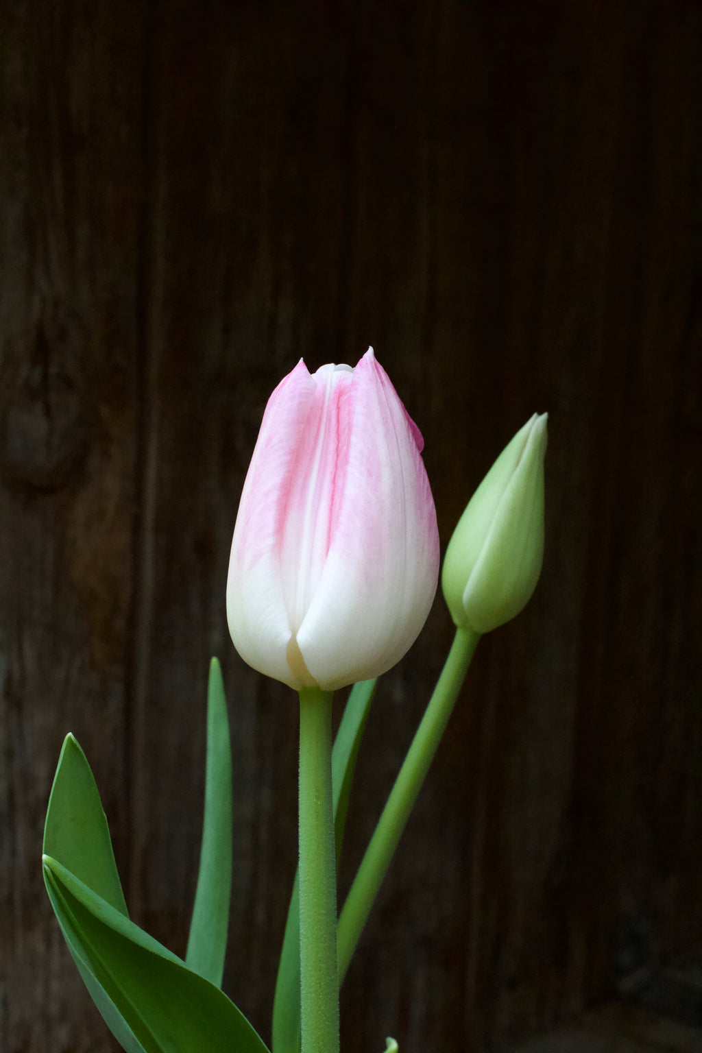 Tulipa 'Innuendo'