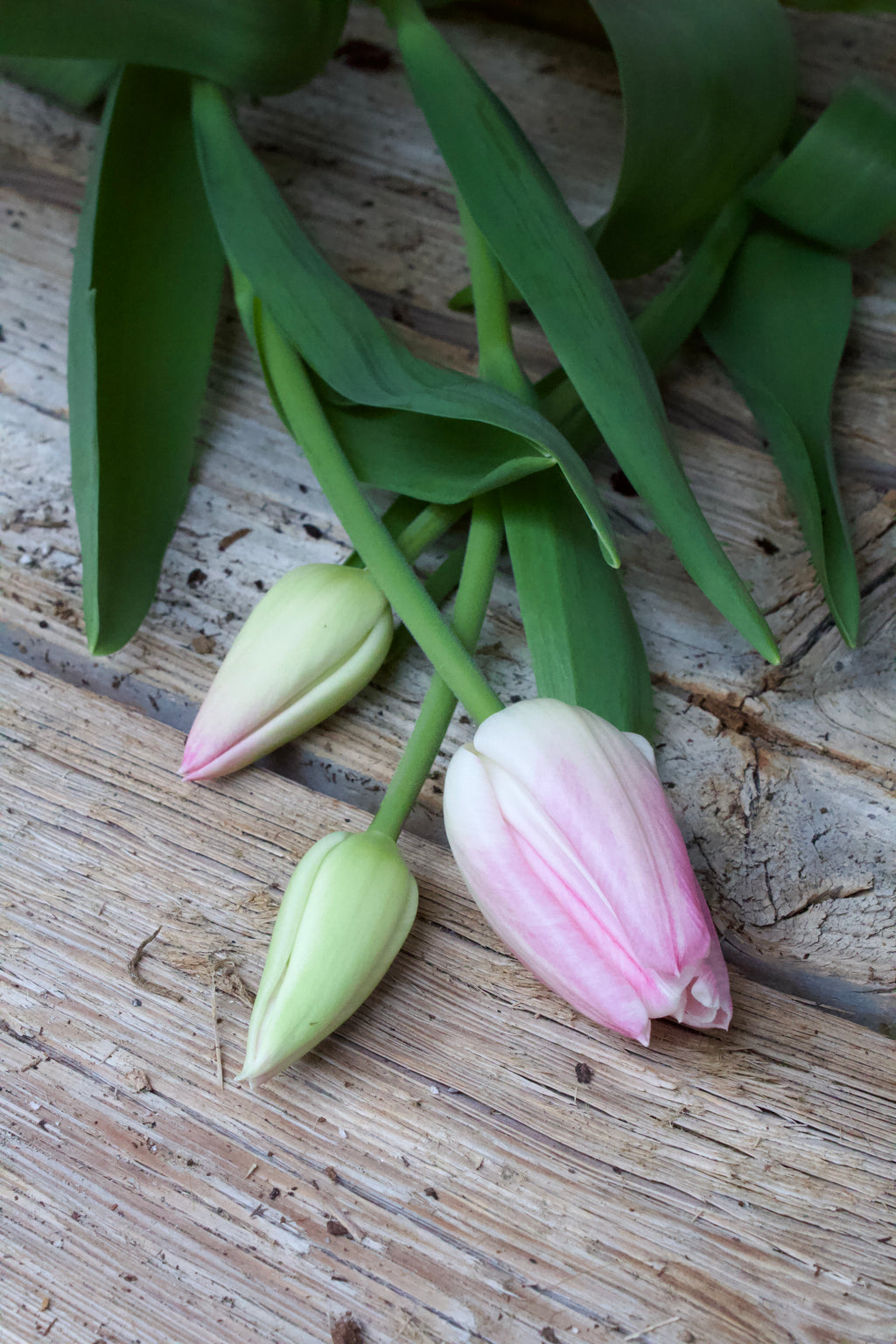 Tulipa 'Innuendo'