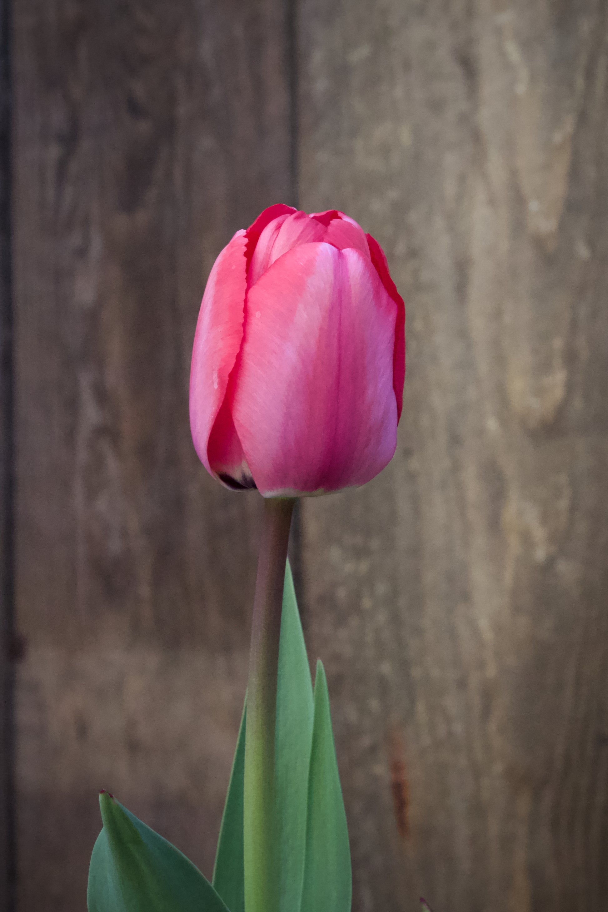 Tulipa 'Mistress'