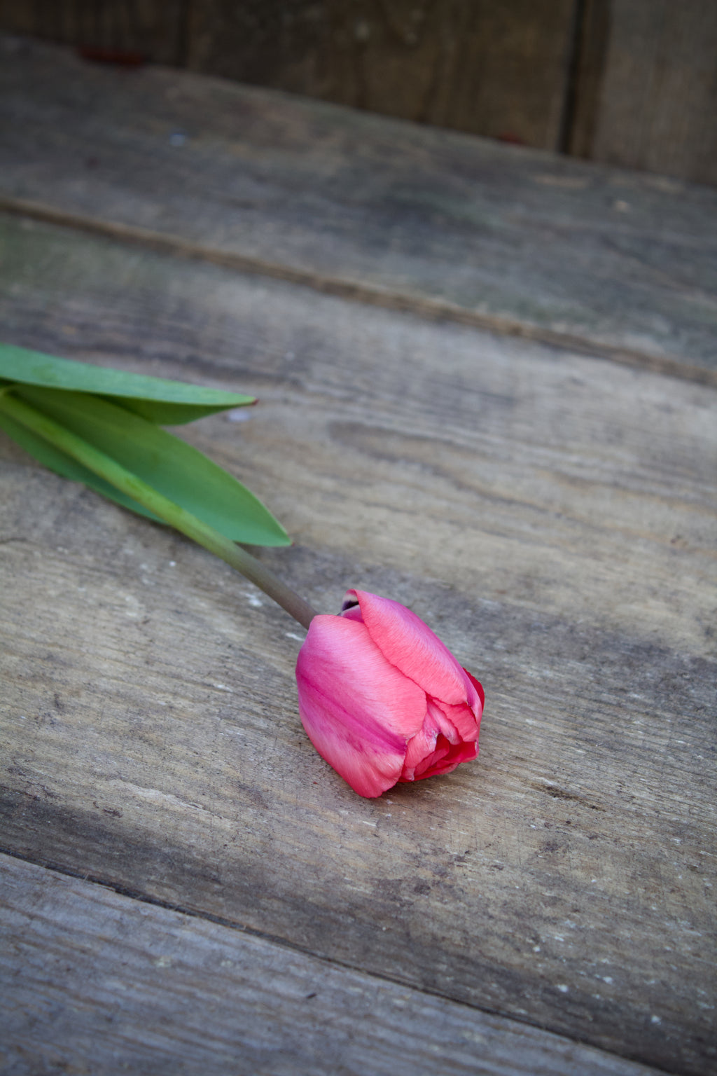 Tulipa 'Mistress'