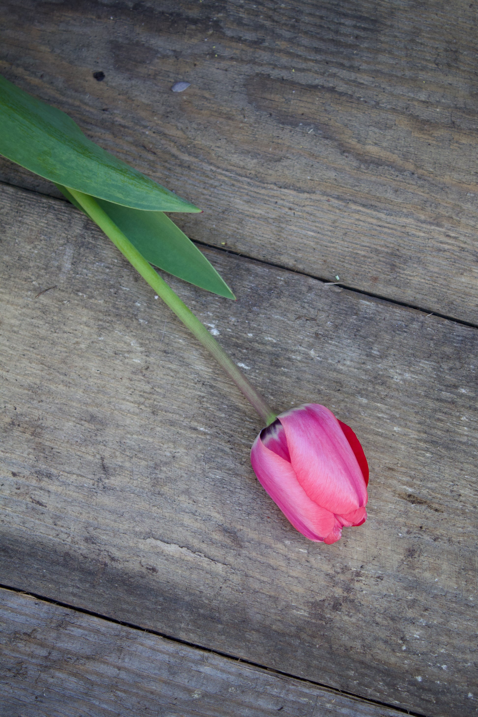 Tulipa 'Mistress'